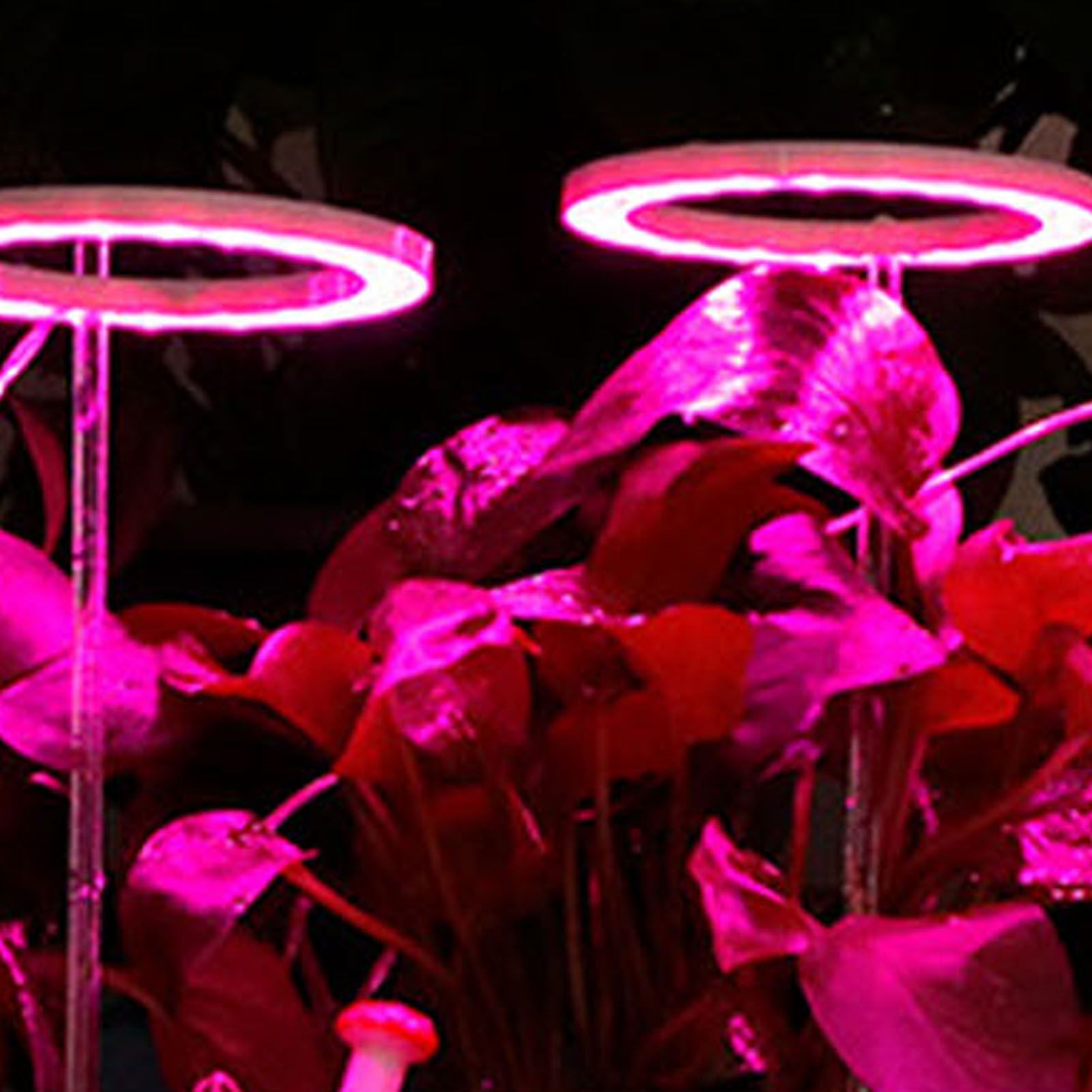 LED Plant Grow Lights Full Spectrum USB Growing Light Timing 5 Level Dimming view 11