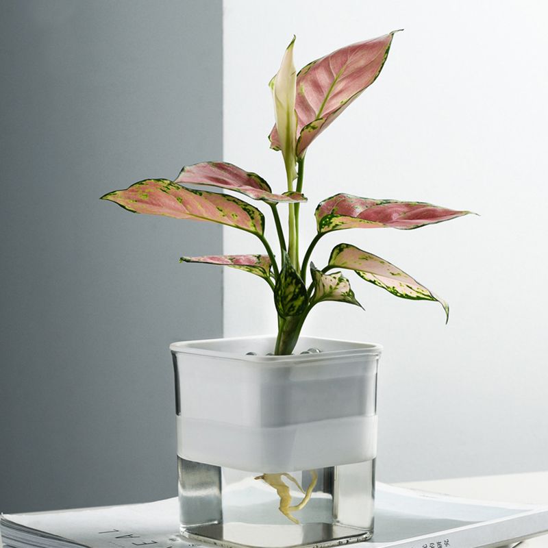 Water Absorption Planter Indoor Self Absorbed Watering Pot Flower Container view 4
