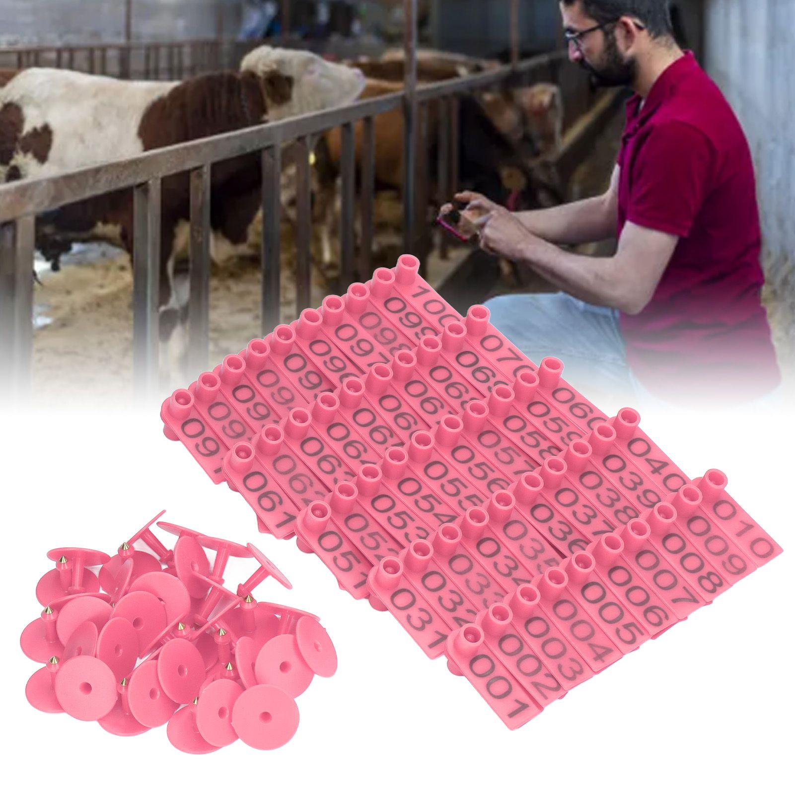 100 Sets Numbered Cattle Ear Tags Accurate Livestock Identification Card for view 12