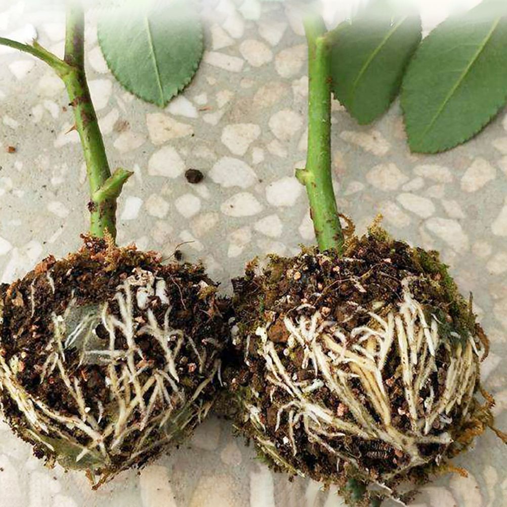 3pcs Plant Rooting Sphere Graft Rooting Growing Box Breeding Crate for Garden view 6
