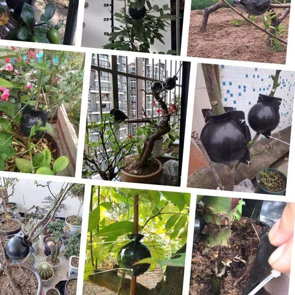 3pcs Plant Rooting Sphere Graft Rooting Growing Box Breeding Crate for Garden view 8