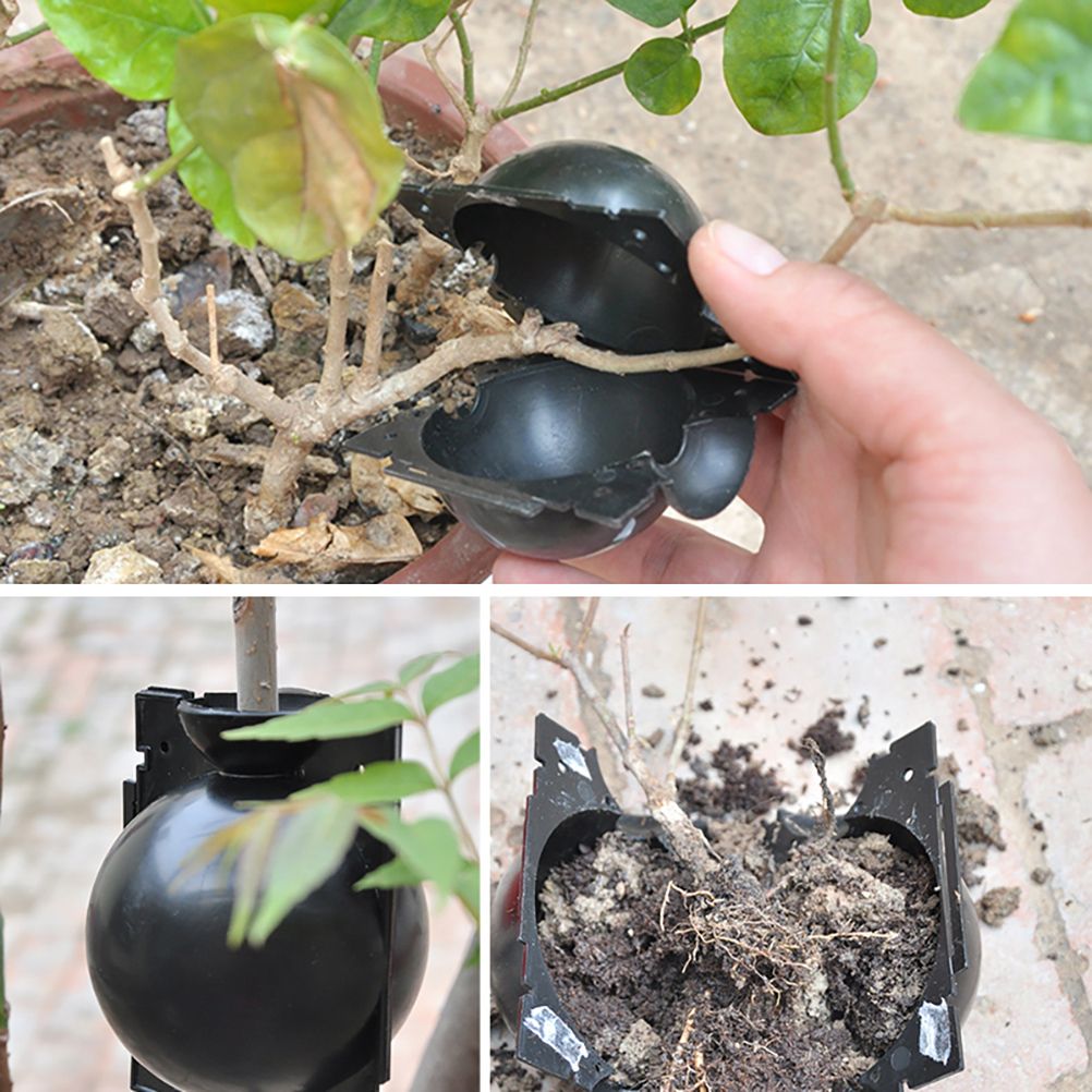 3pcs Plant Rooting Sphere Graft Rooting Growing Box Breeding Crate for Garden view 9