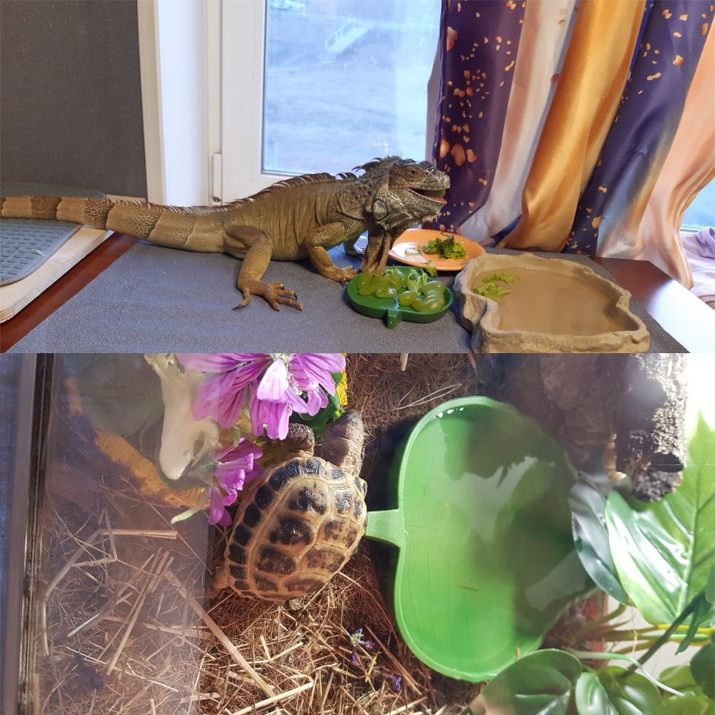 2PCS Leaf Reptile Food Water Bowl Plate Dish for Tortoise Snake Crawl Pet view 7