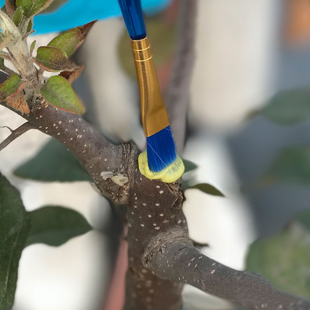 100g Bonsai Grafting Paste Plant Wound Healing Agent with Brush Pruning Paste view 5
