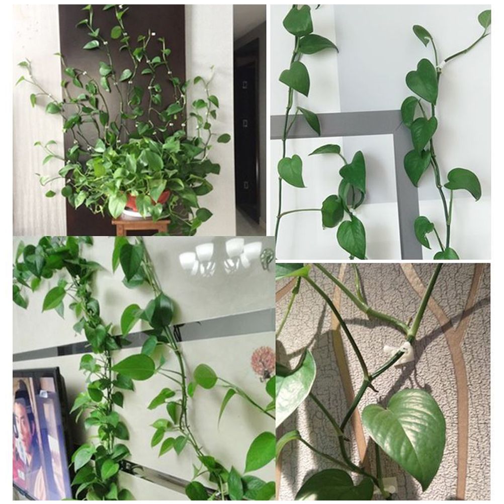 50Pcs Climbing Plant Fixture Clips Garden Vines Sticky Clips Wall Vines Fixed view 7