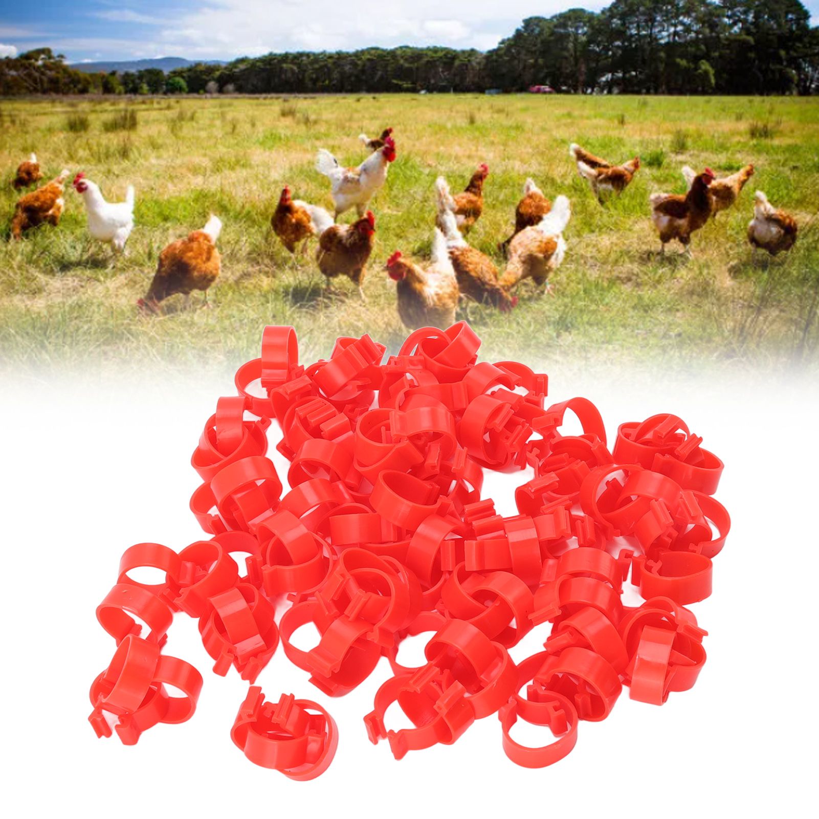 100pcs Poultry Feet Rings PP Plastic Reusable Chicken Duck Goose Leg Bands for view 12