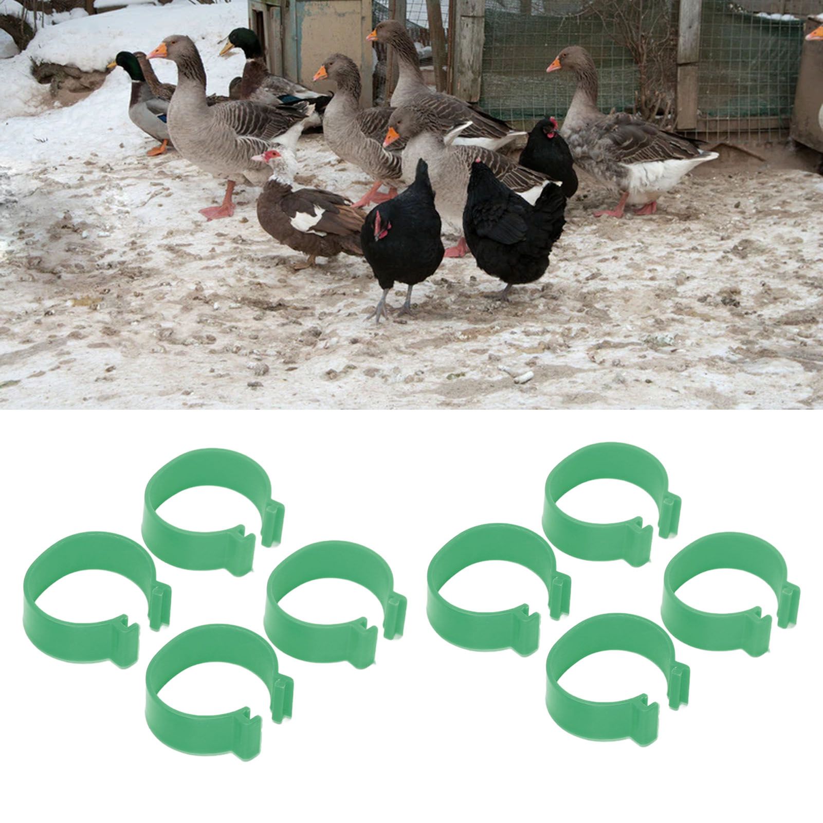 100 Pcs Poultry Feet Ring Open Type Buckle Breeding Chicken Duck Goose Foot view 12