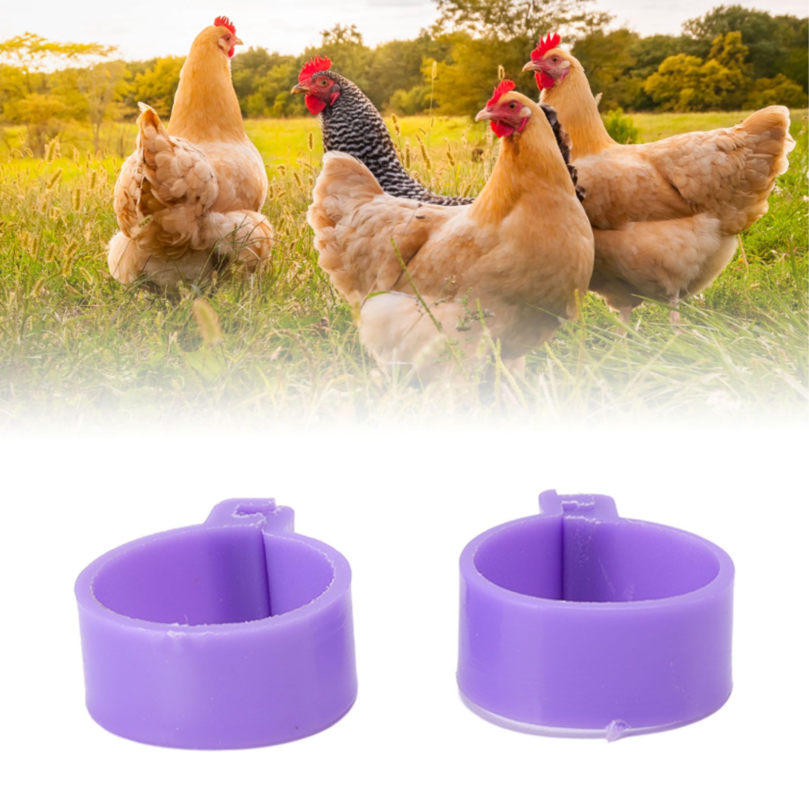 100 PCS Chicken Foot Ring Duck Hen Goose Legs Rings Clip Poultry Foot Ring view 11