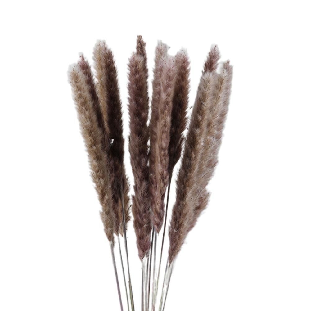 Small Dried Pampas Grass Phragmites Decoration Natural Small Pampas Grass — image 1