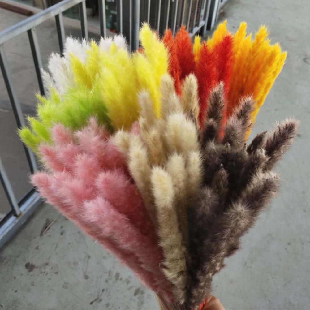 Small Dried Pampas Grass Phragmites Decoration Natural Small Pampas Grass view 7