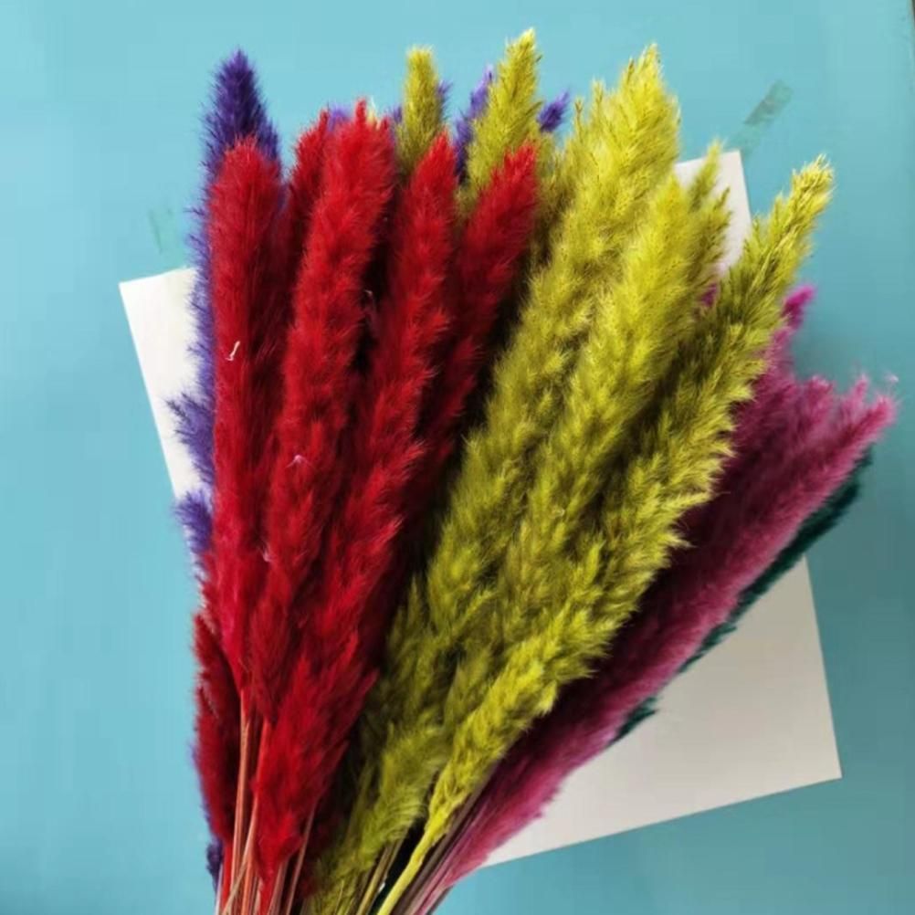 Small Dried Pampas Grass Phragmites Decoration Natural Small Pampas Grass view 8