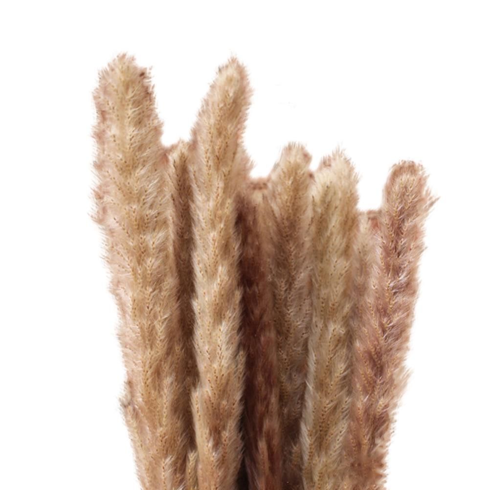 Small Dried Pampas Grass Phragmites Decoration Natural Small Pampas Grass view 11