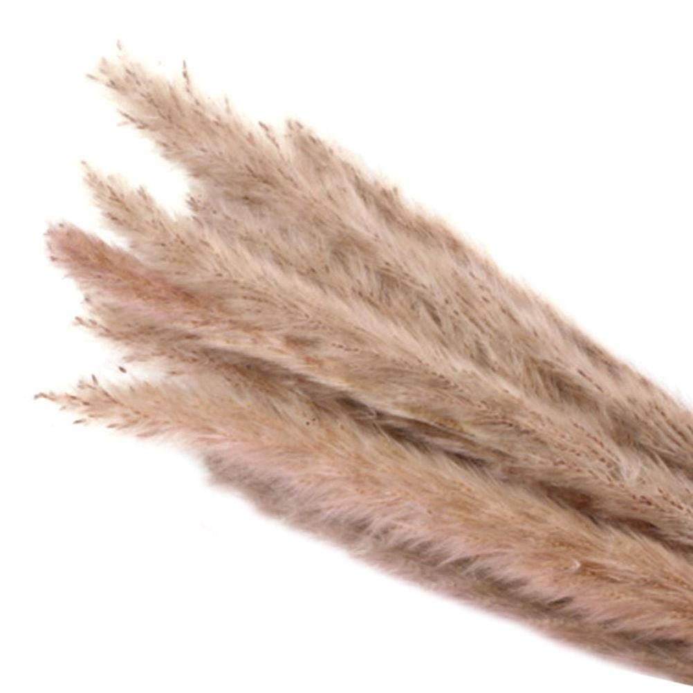 Small Dried Pampas Grass Phragmites Decoration Natural Small Pampas Grass view 12