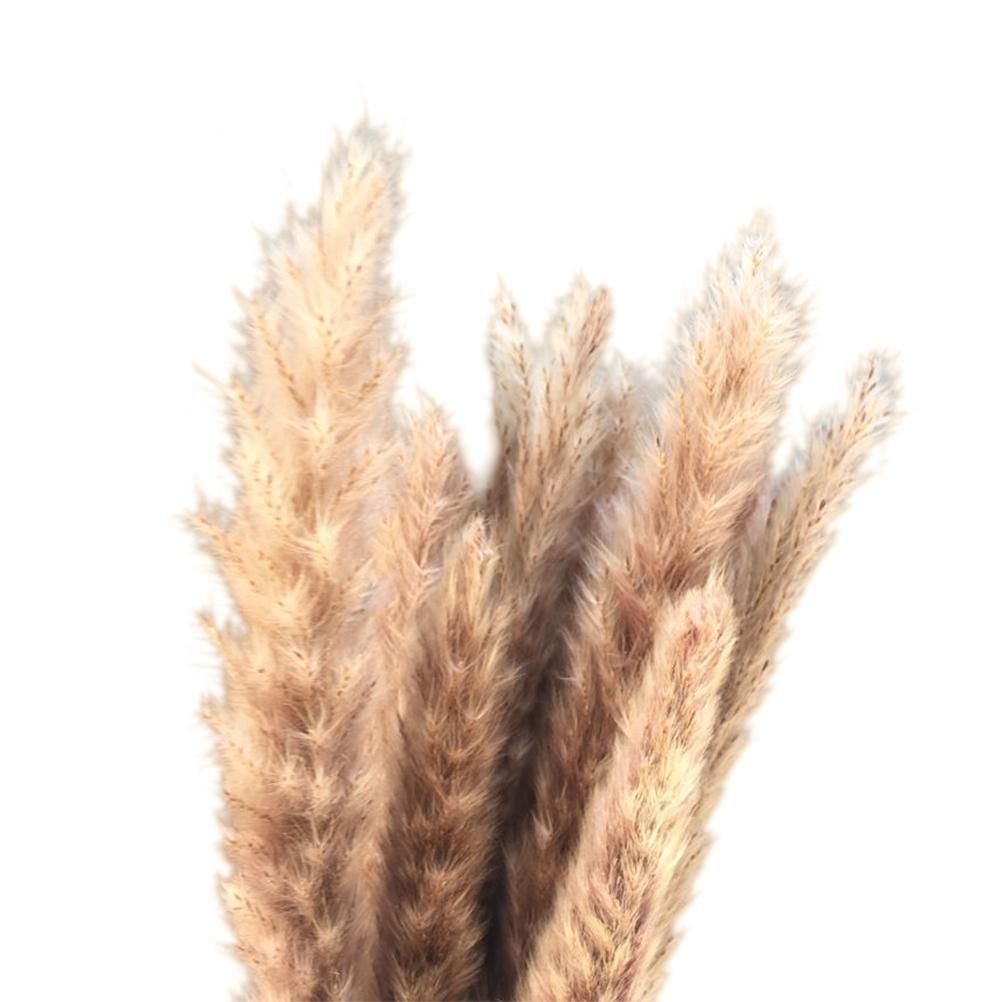 Small Dried Pampas Grass Phragmites Decoration Natural Small Pampas Grass view 13