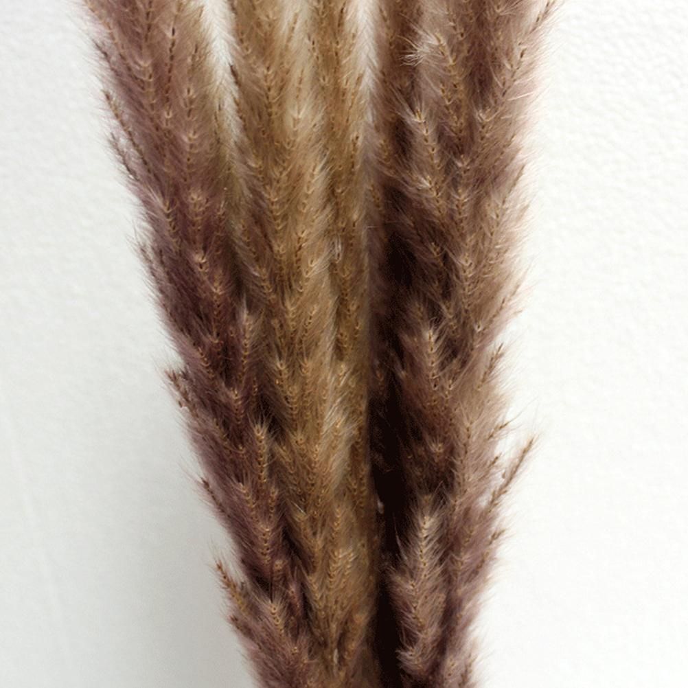 Small Dried Pampas Grass Phragmites Decoration Natural Small Pampas Grass view 14
