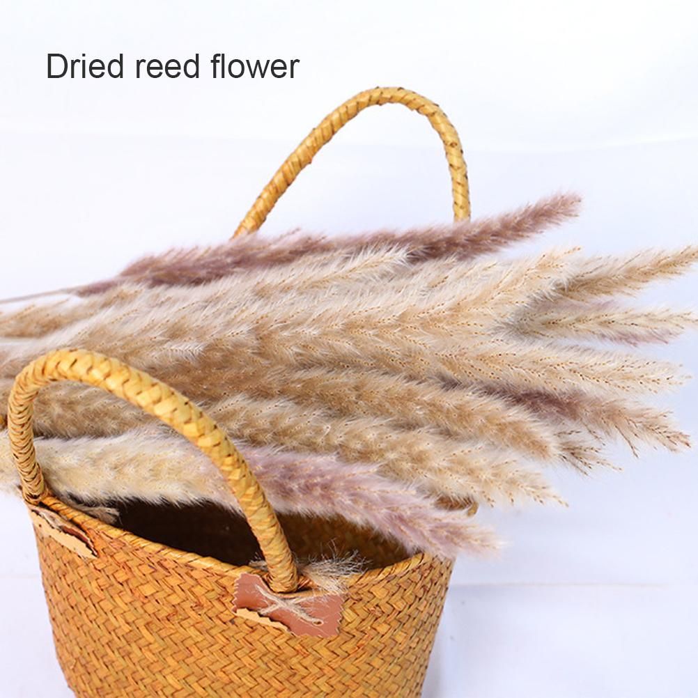 Small Dried Pampas Grass Phragmites Decoration Natural Small Pampas Grass view 15