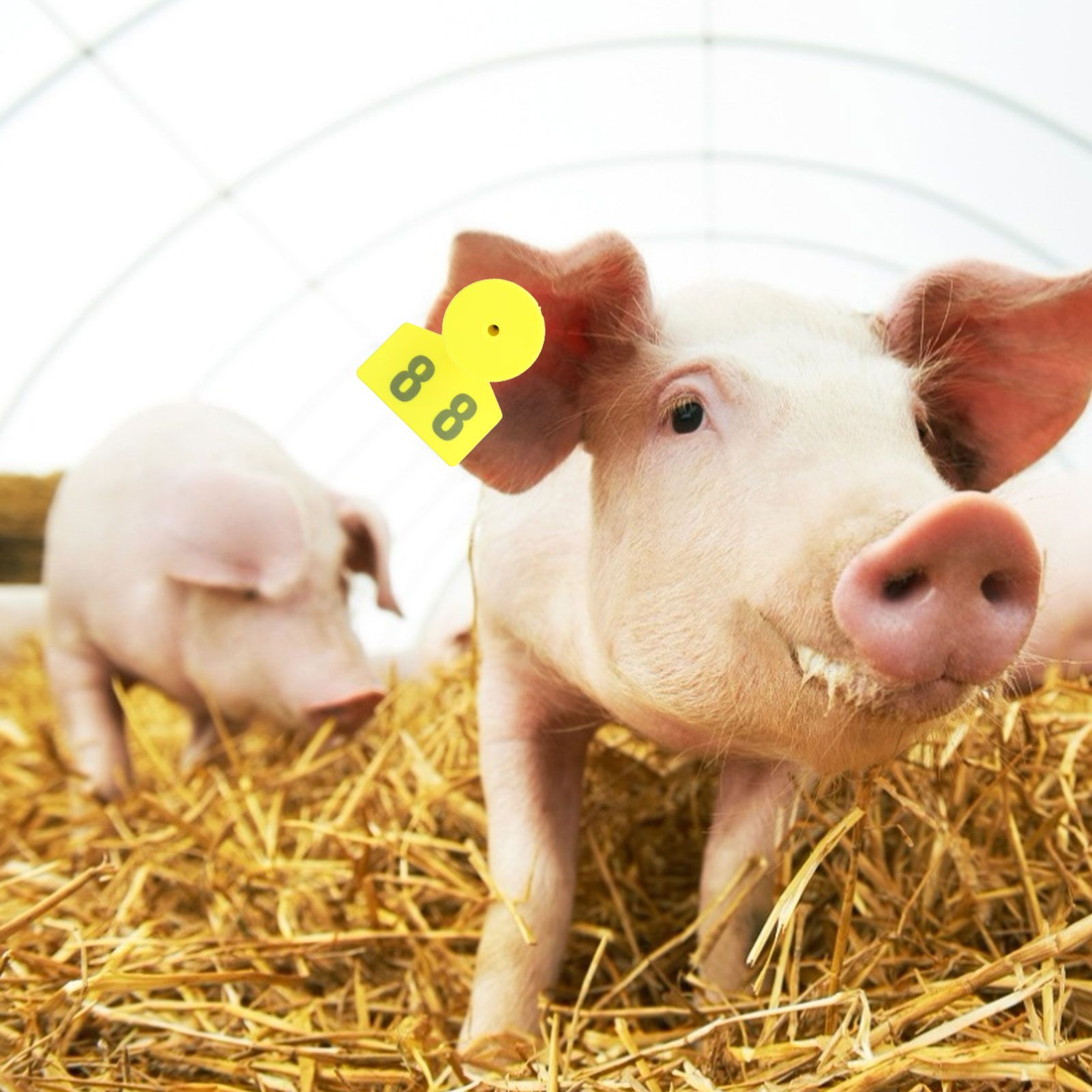 No.001‑100 Farm Pig Ear Tag Livestock Ear Tag Labels Set Poultry Breeding Supplies view 15