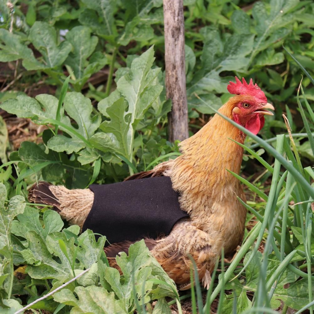 Canvas Chicken Apron Hen Saddle Vest Hen Duck Wing Protection Chicken Jackets view 7