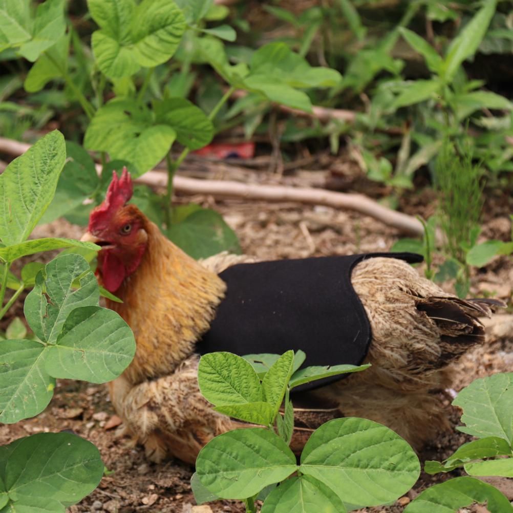 Canvas Chicken Apron Hen Saddle Vest Hen Duck Wing Protection Chicken Jackets view 10