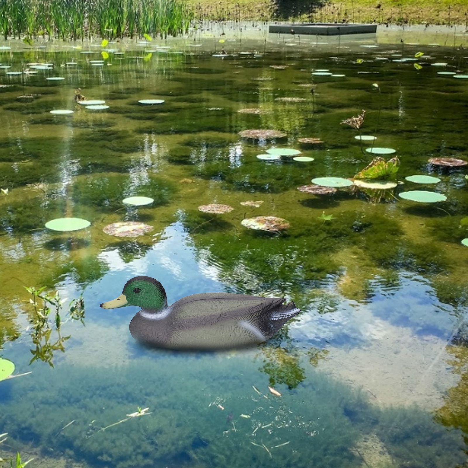Plastic Duck Outdoor Simulation Floating Decoying Duck Garden Decorations view 14
