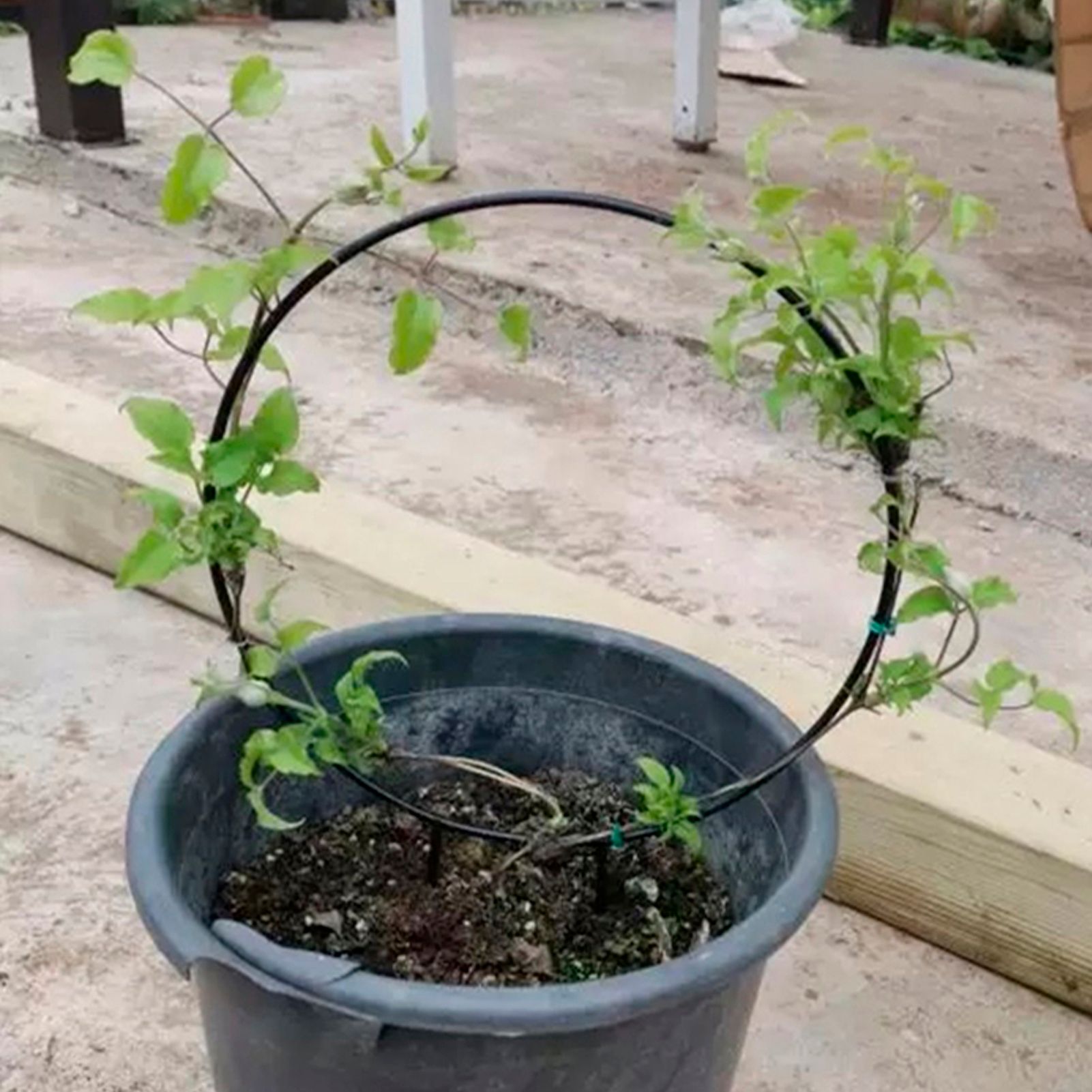 2pcs Vine Plant Support Wire Iron Garden Trellis Potted Climbing Plants Holder view 15