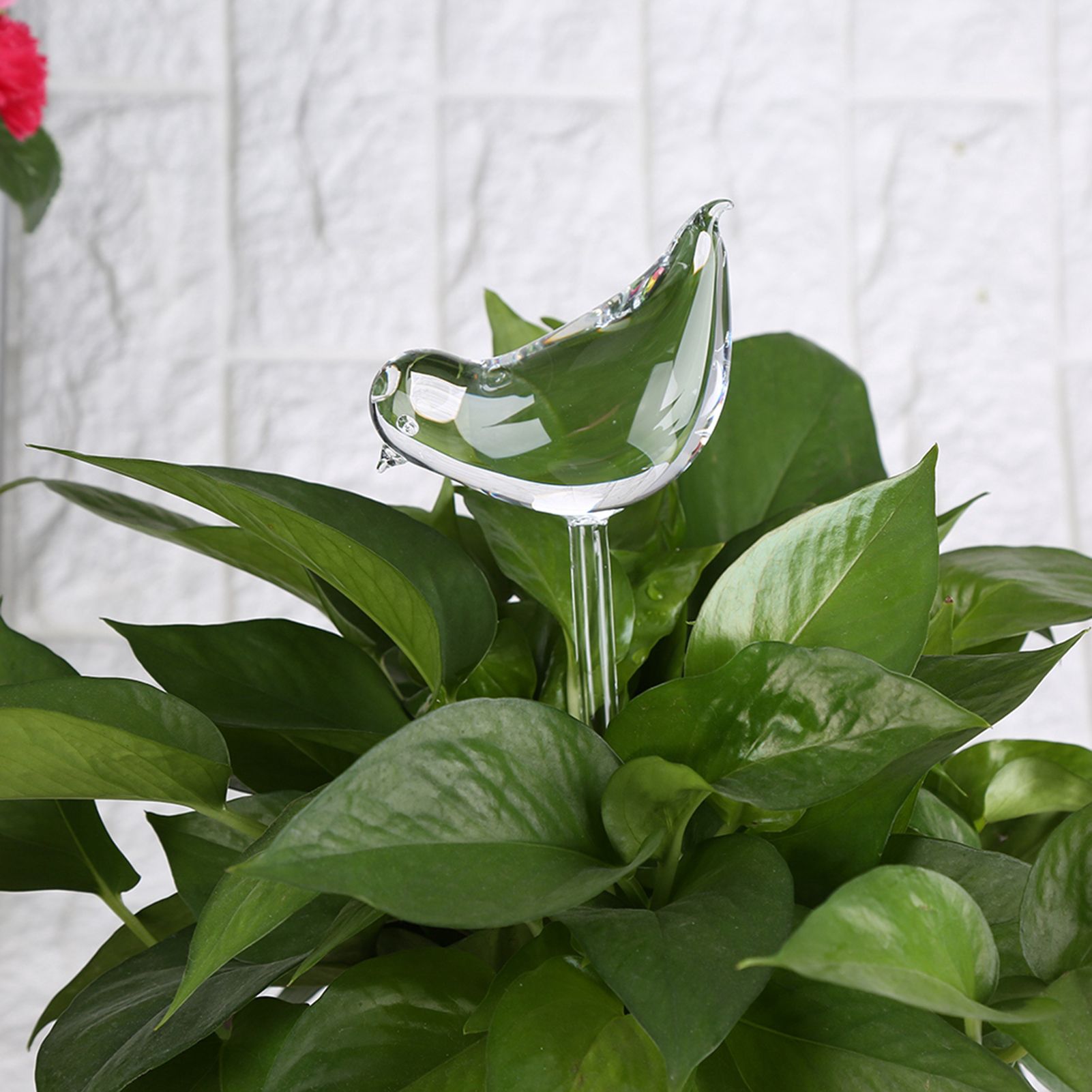 House Plants Flowers Automatic Self Watering Devices Clear Glass Water Feeder view 8