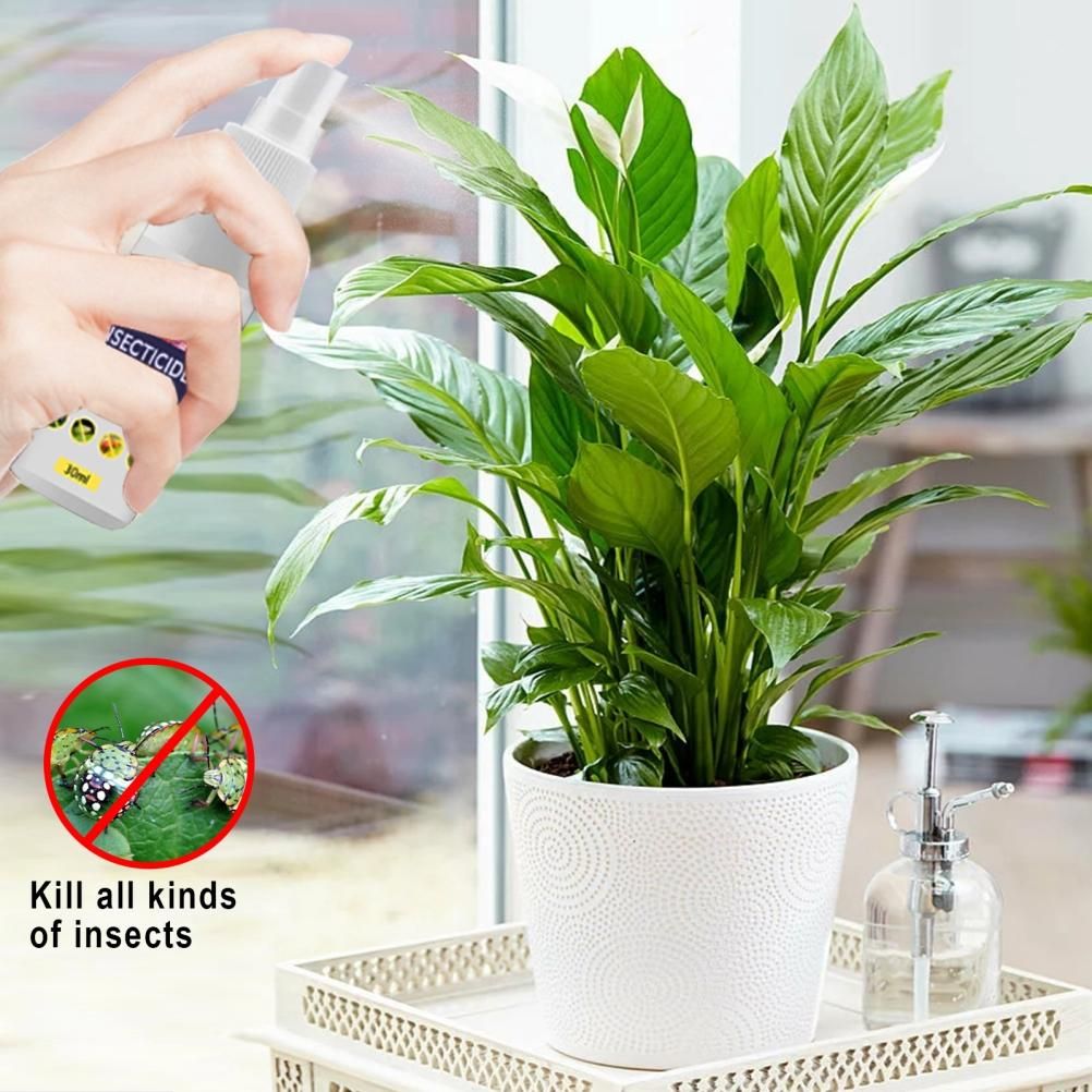 Flower Plant Insect Spray Potted Plant Insect Spider Spray view 8