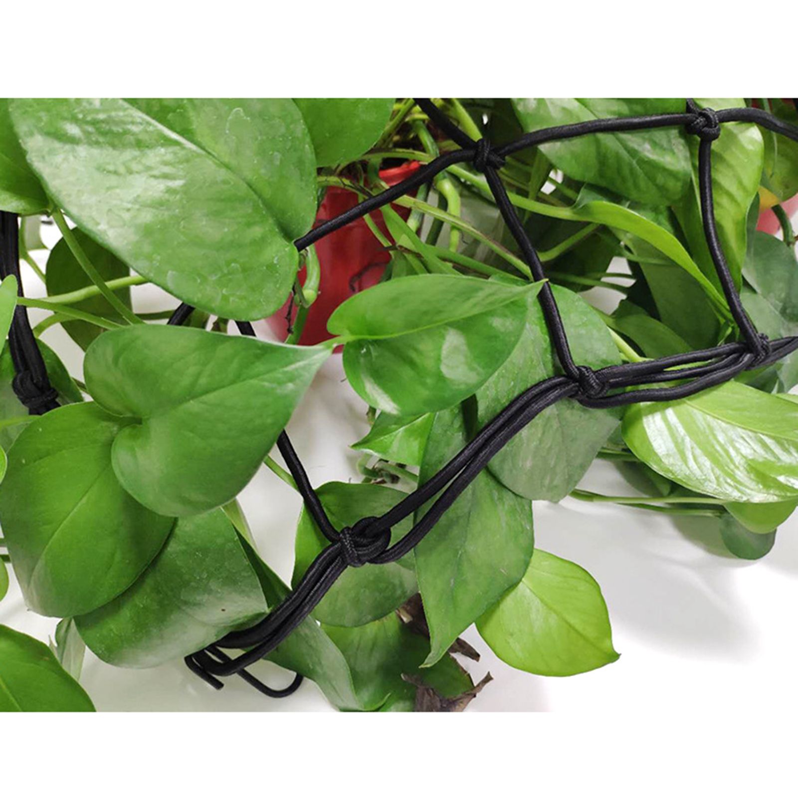 Elastic Plant Tent Compression Mesh Multifunctional Elastic Nylon Belt view 5