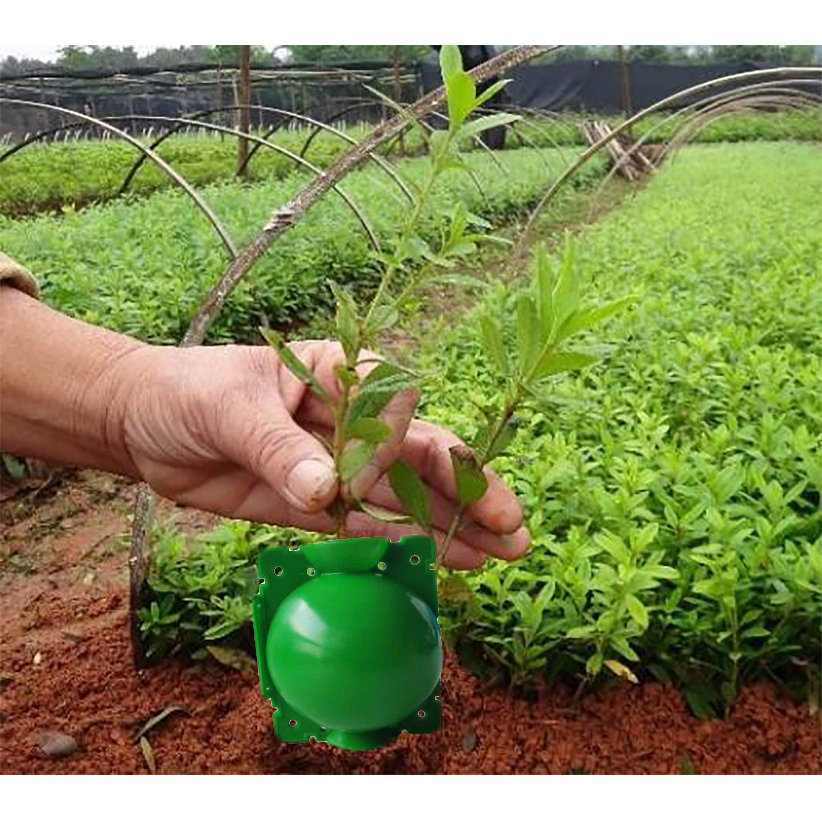 10Pcs Plant Root Growing Box High Pressure Propagation Ball Rooting Grafting view 4
