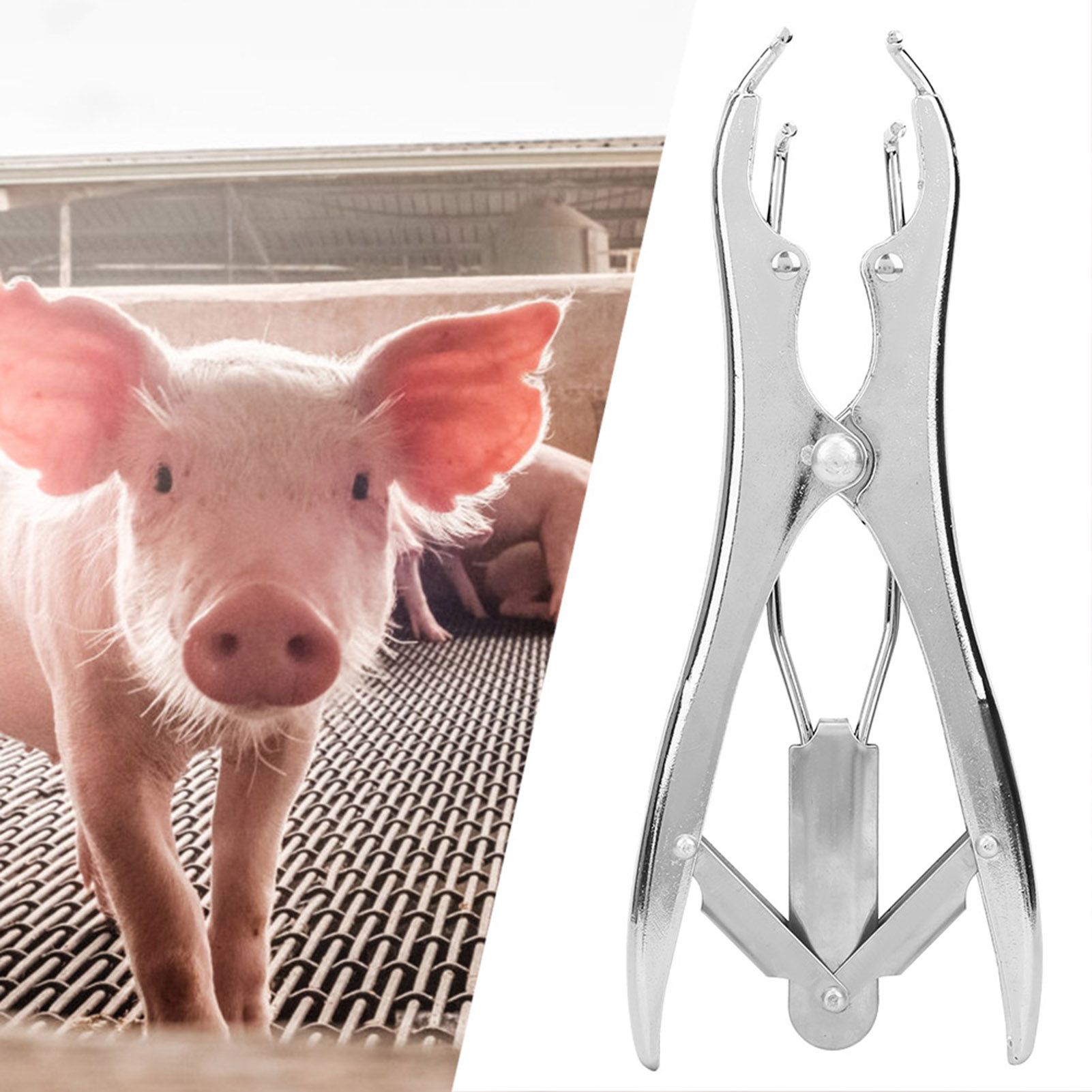 Pigs Castration Pliers with 100pcs Castrator Rings Tail Docking Device view 8