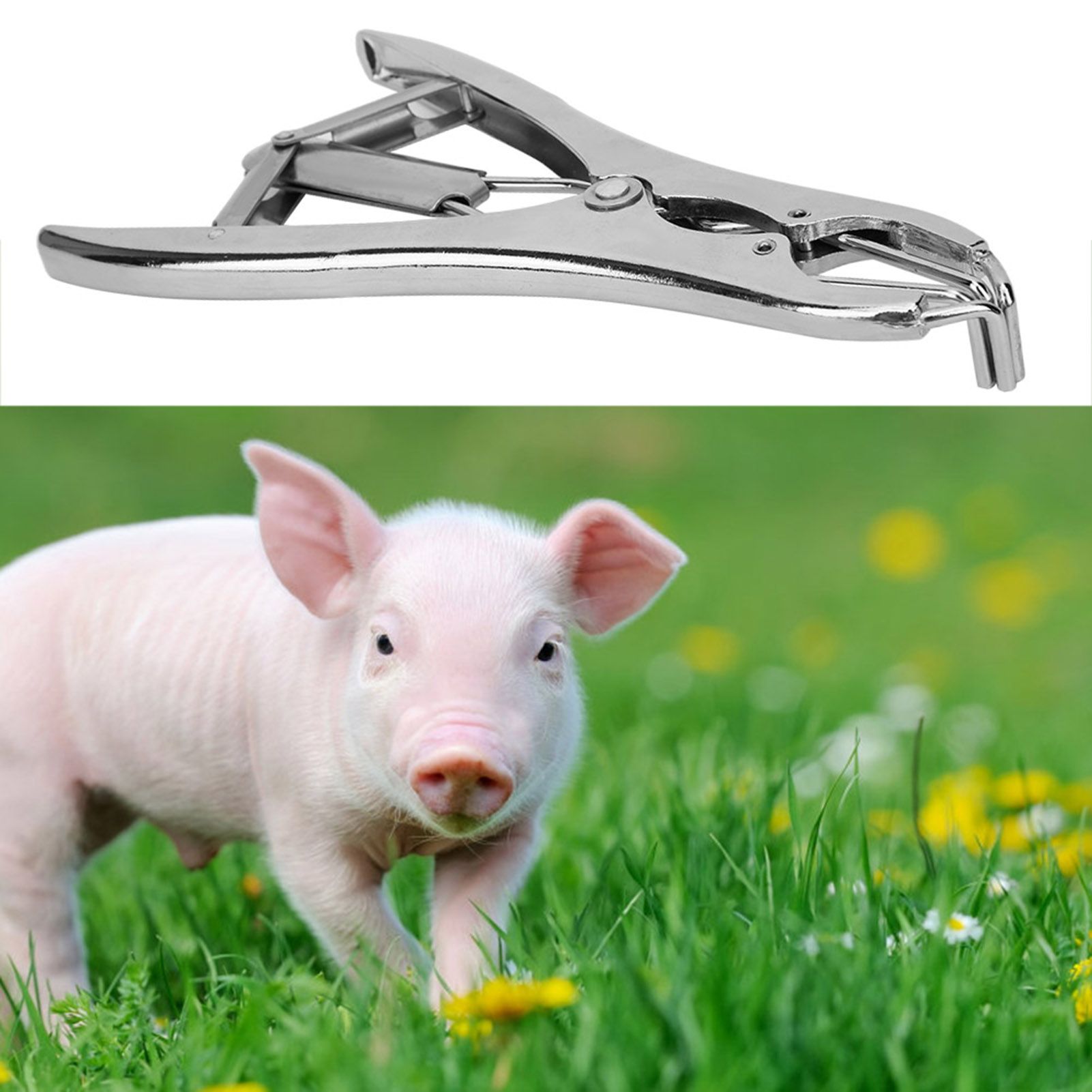 Pigs Castration Pliers with 100pcs Castrator Rings Tail Docking Device view 9