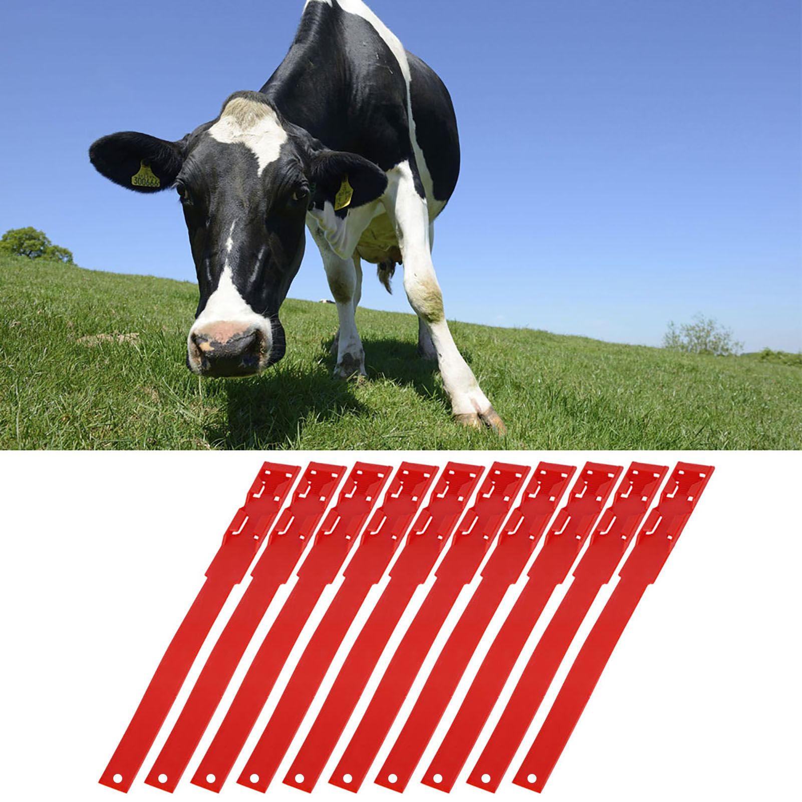 10pcs Identification ID Collars Bands Cow Cattle Marking Ring Supplies for view 9