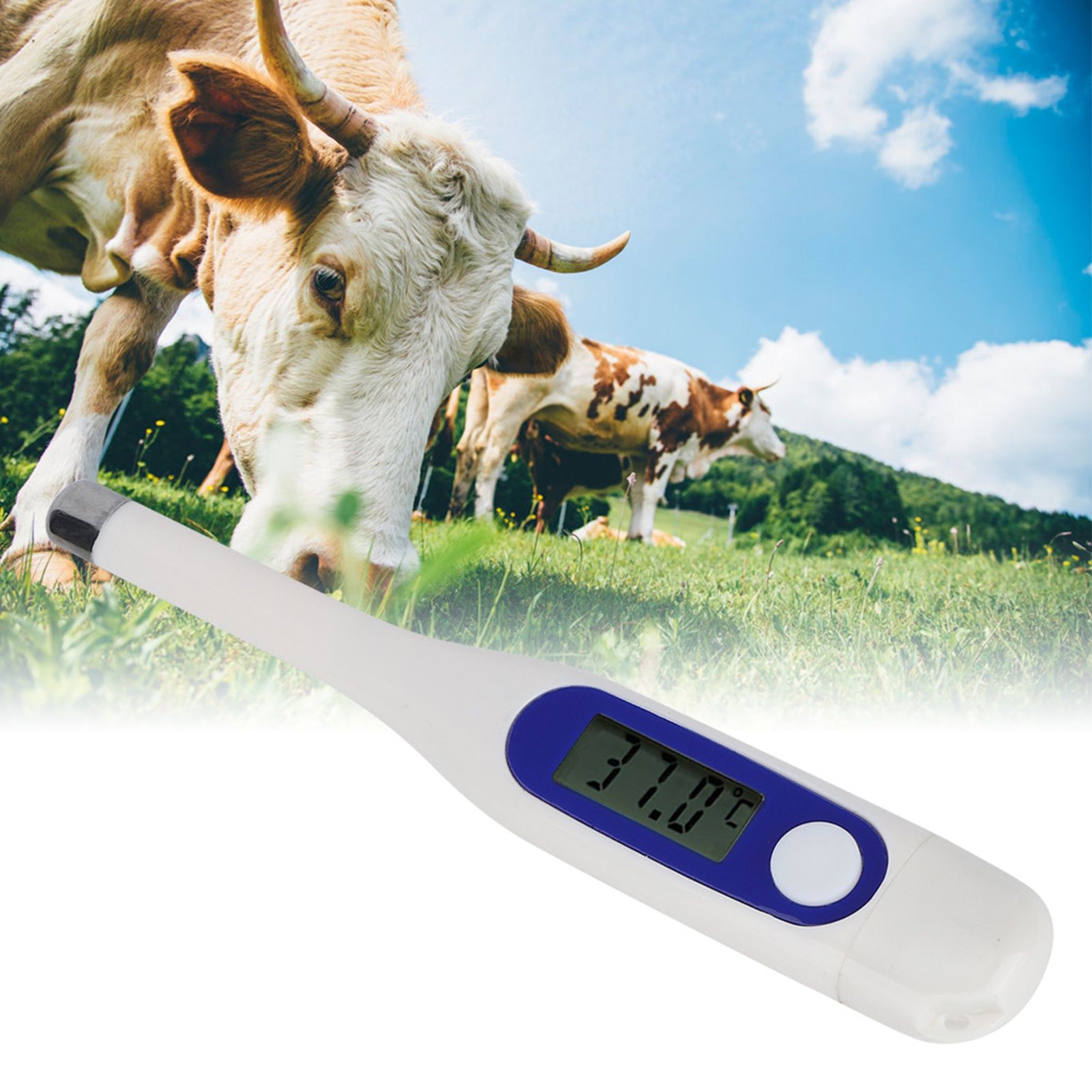 Veterinary Electronic Thermometer LCD Digital Animal Thermometer for Cattle view 9