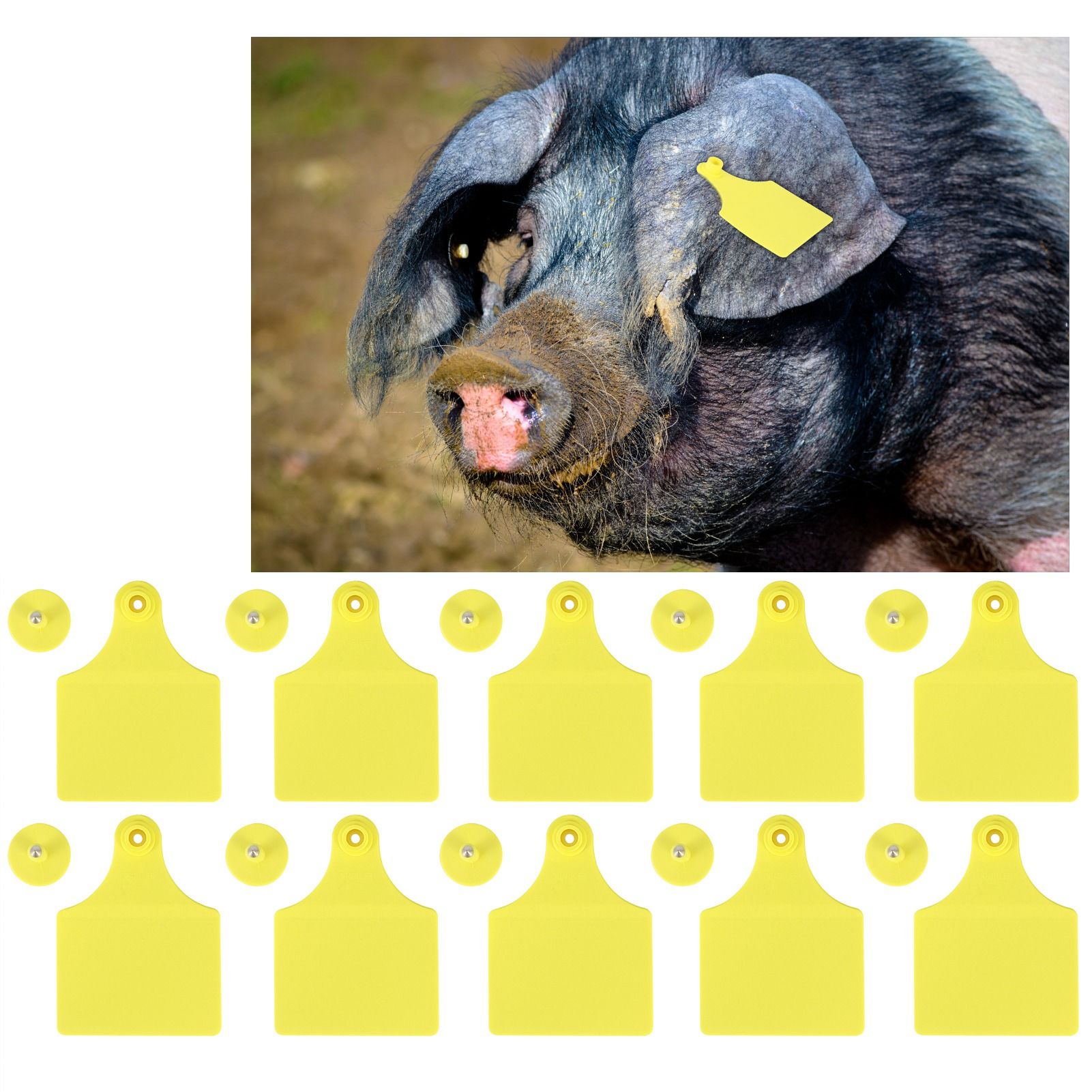 20 Set Livestock Identification Blank Ear Tag for Goats Sheep Cattle Cows Pigs view 10