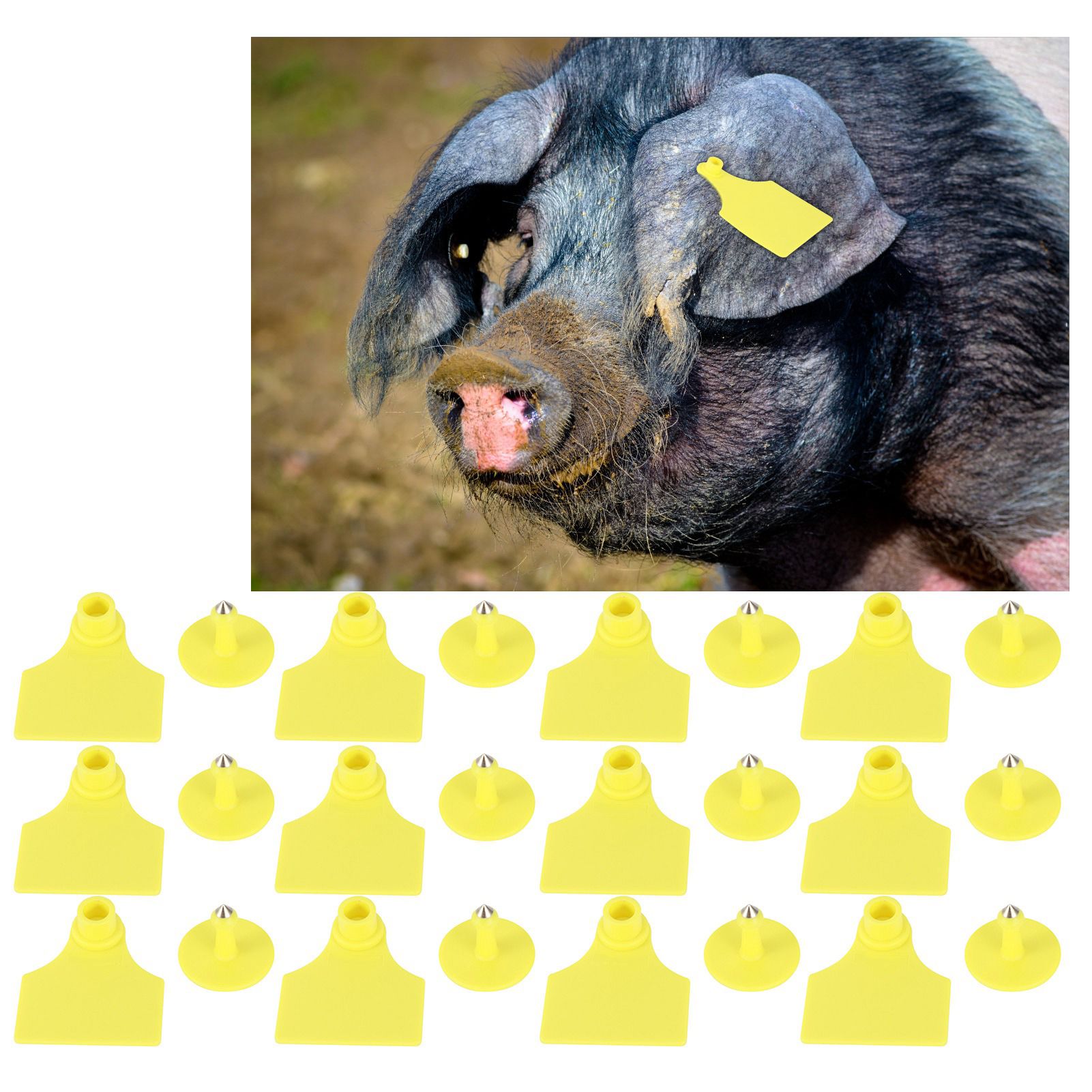 20 Set Livestock Identification Blank Ear Tag for Goats Sheep Cattle Cows Pigs view 10