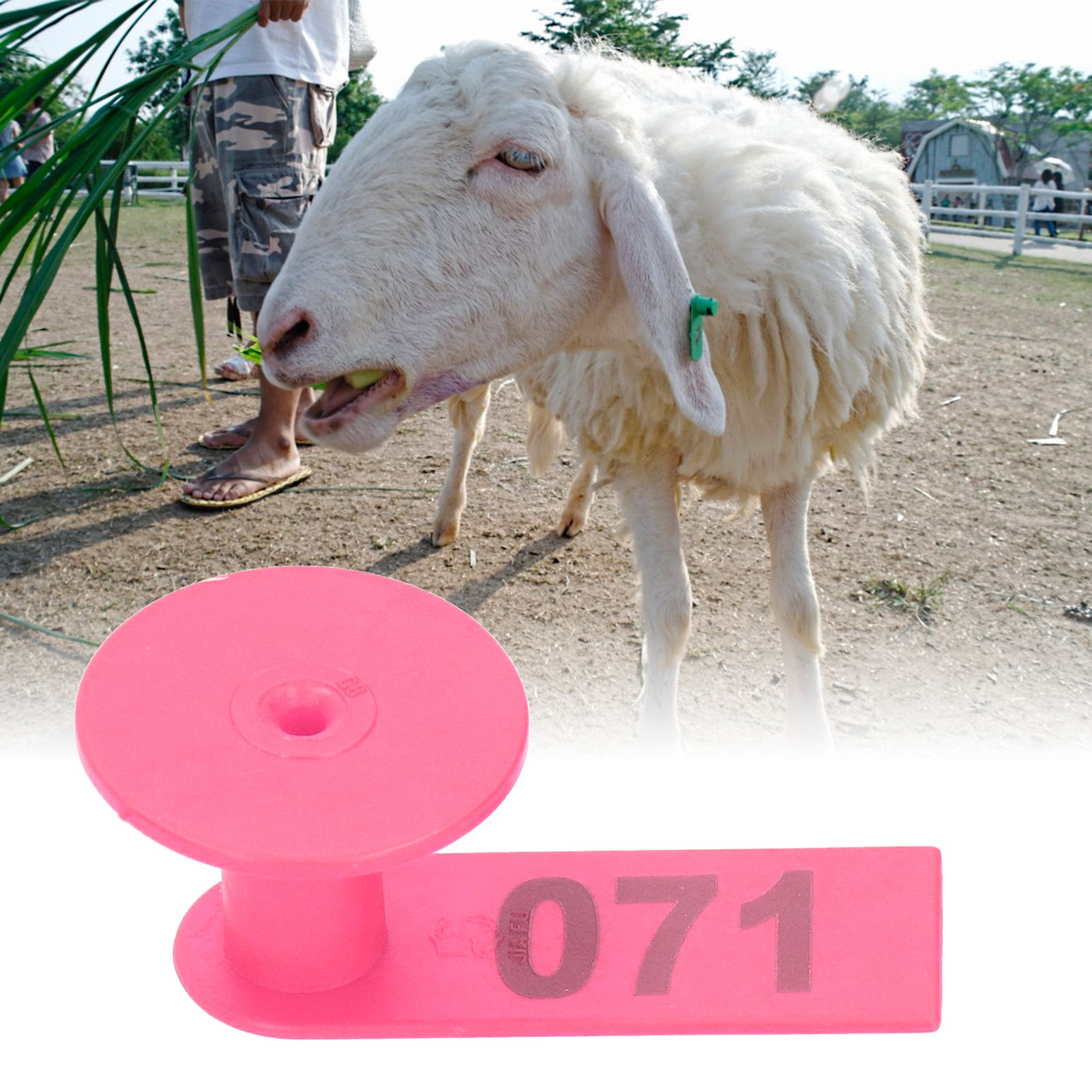 Numbered Ear Tag Marks Labels for Sheep Goats Farm Animal Livestock Feeding view 9