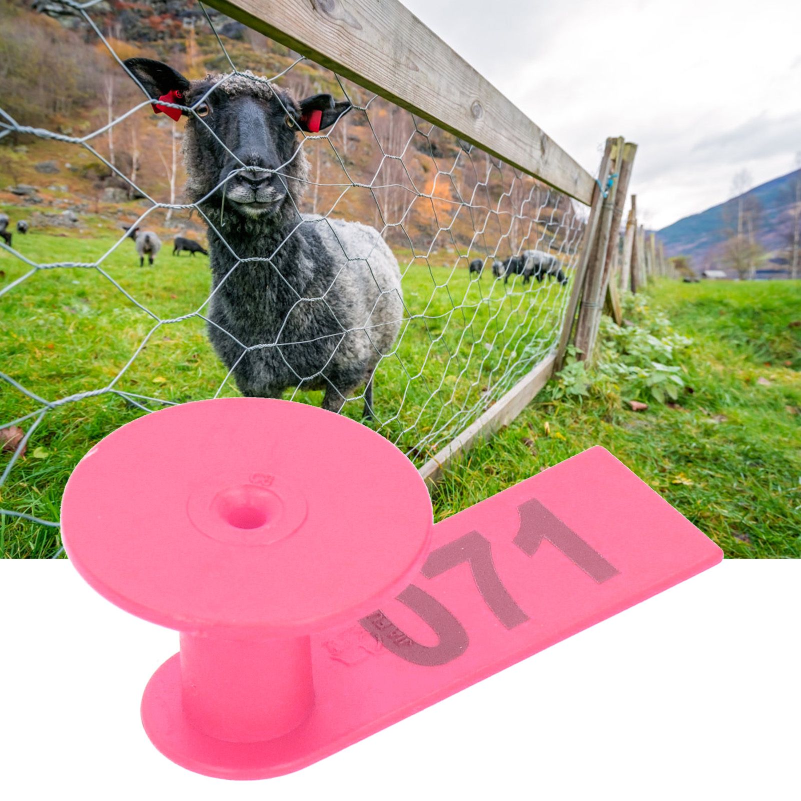 Numbered Ear Tag Marks Labels for Sheep Goats Farm Animal Livestock Feeding view 10