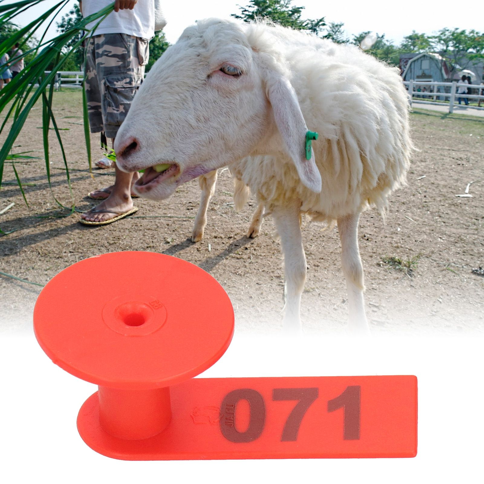 Numbered Ear Tag Marks Labels for Sheep Goats Farm Animal Livestock Feeding view 9