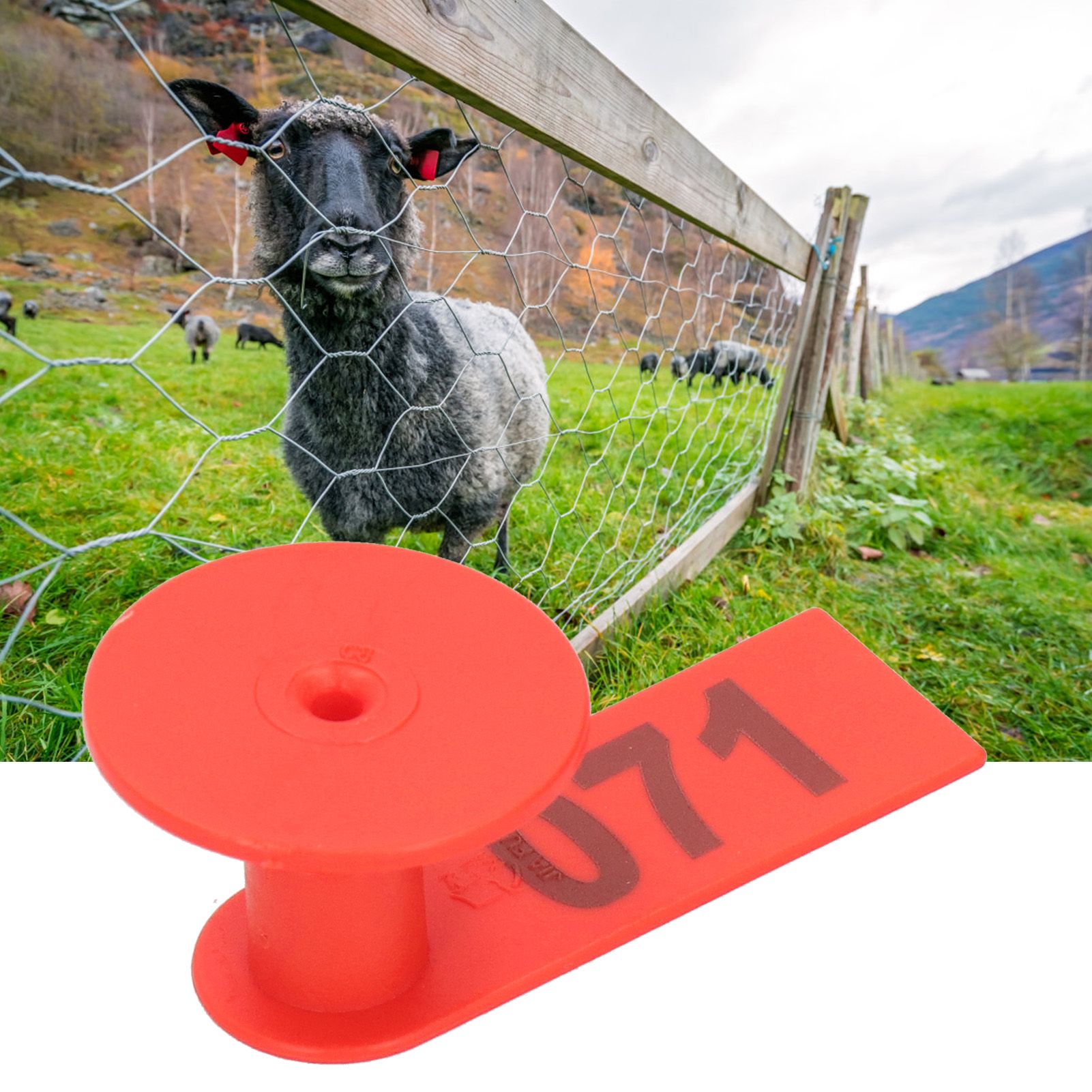 Numbered Ear Tag Marks Labels for Sheep Goats Farm Animal Livestock Feeding view 10