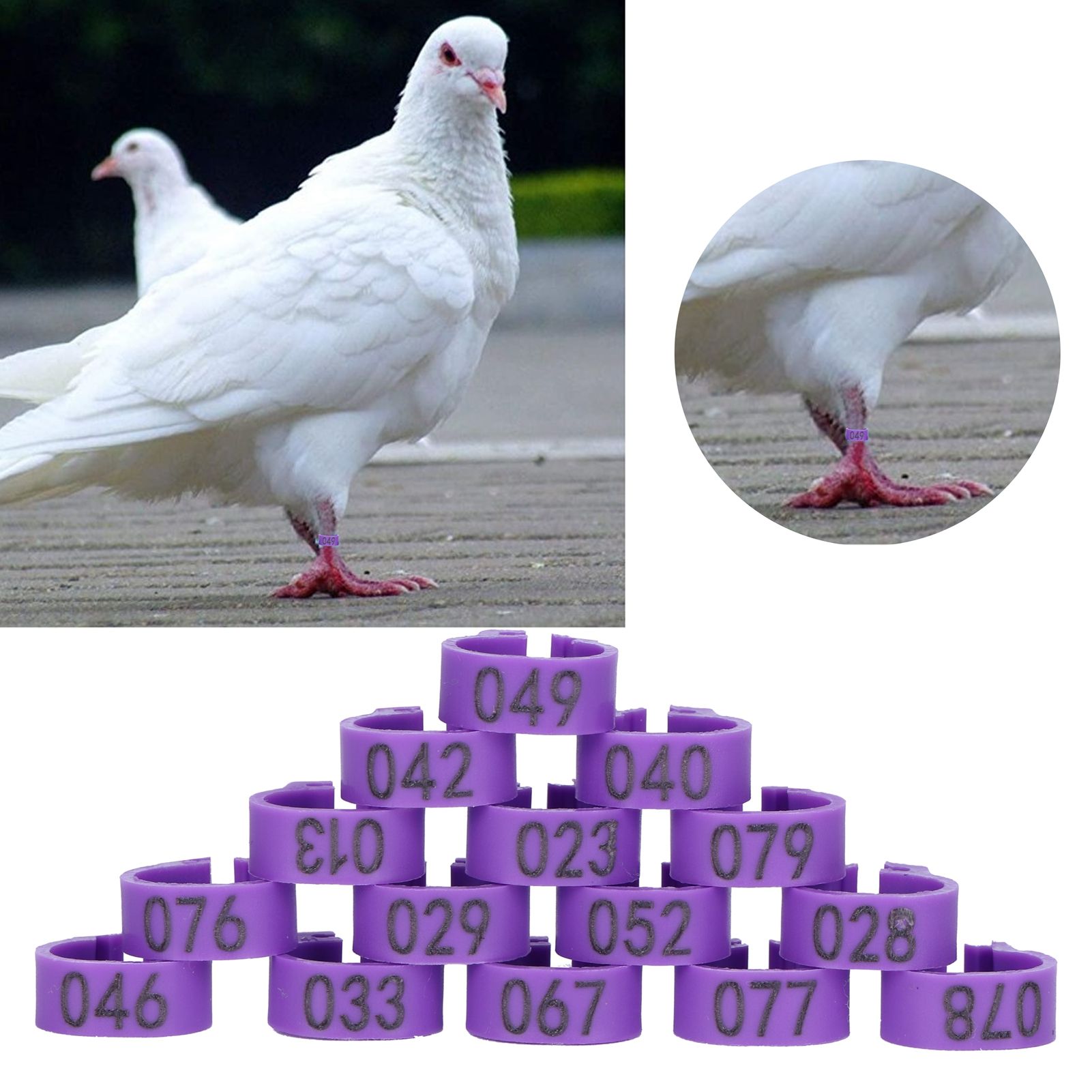 100pcs Birds Foot Rings Number Identification Pigeon Leg Bands Poultry Clip view 10