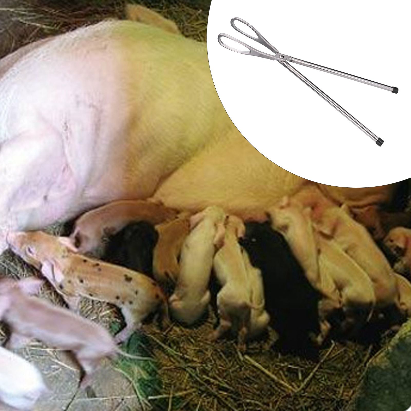 Stainless Steel Farrowing Auxiliary Forceps Pig Birth Forceps Pliers Farming view 11