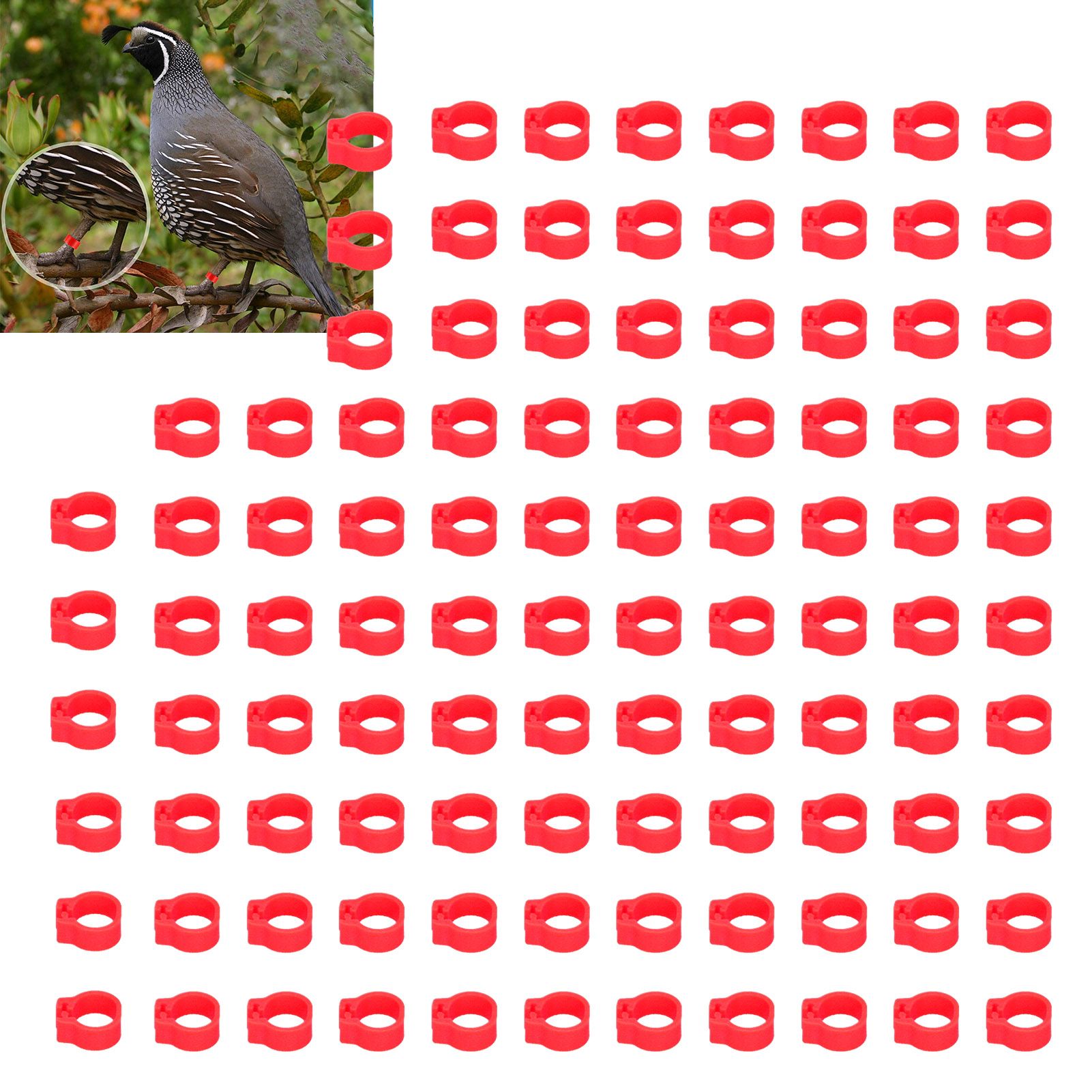 100PCS 8mm Pigeons Identification Leg Rings Poultry Leg Bands No Words Pigeons view 11