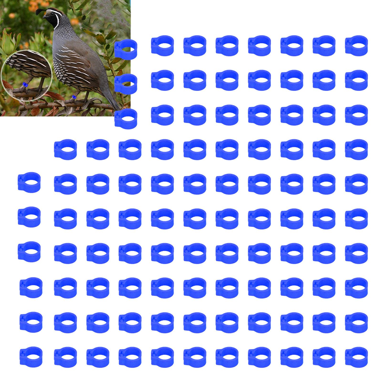 100PCS 8mm Pigeons Identification Leg Rings Poultry Leg Bands No Words Pigeons view 11