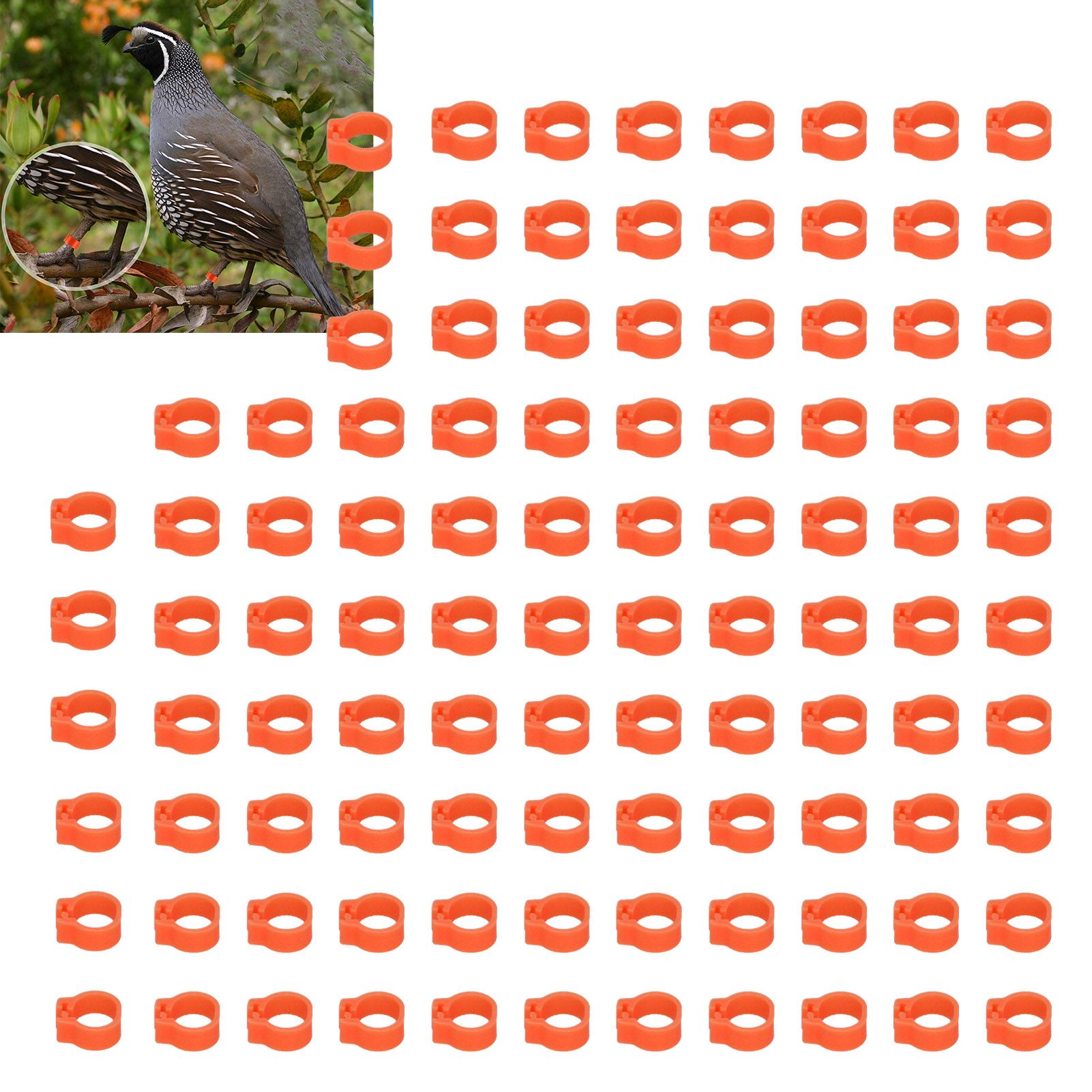 100PCS 8mm Pigeons Identification Leg Rings Poultry Leg Bands No Words Pigeons view 11