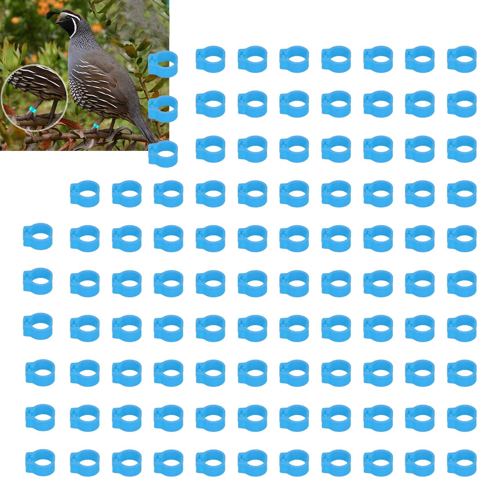 100PCS 8mm Pigeons Identification Leg Rings Poultry Leg Bands No Words Pigeons view 11