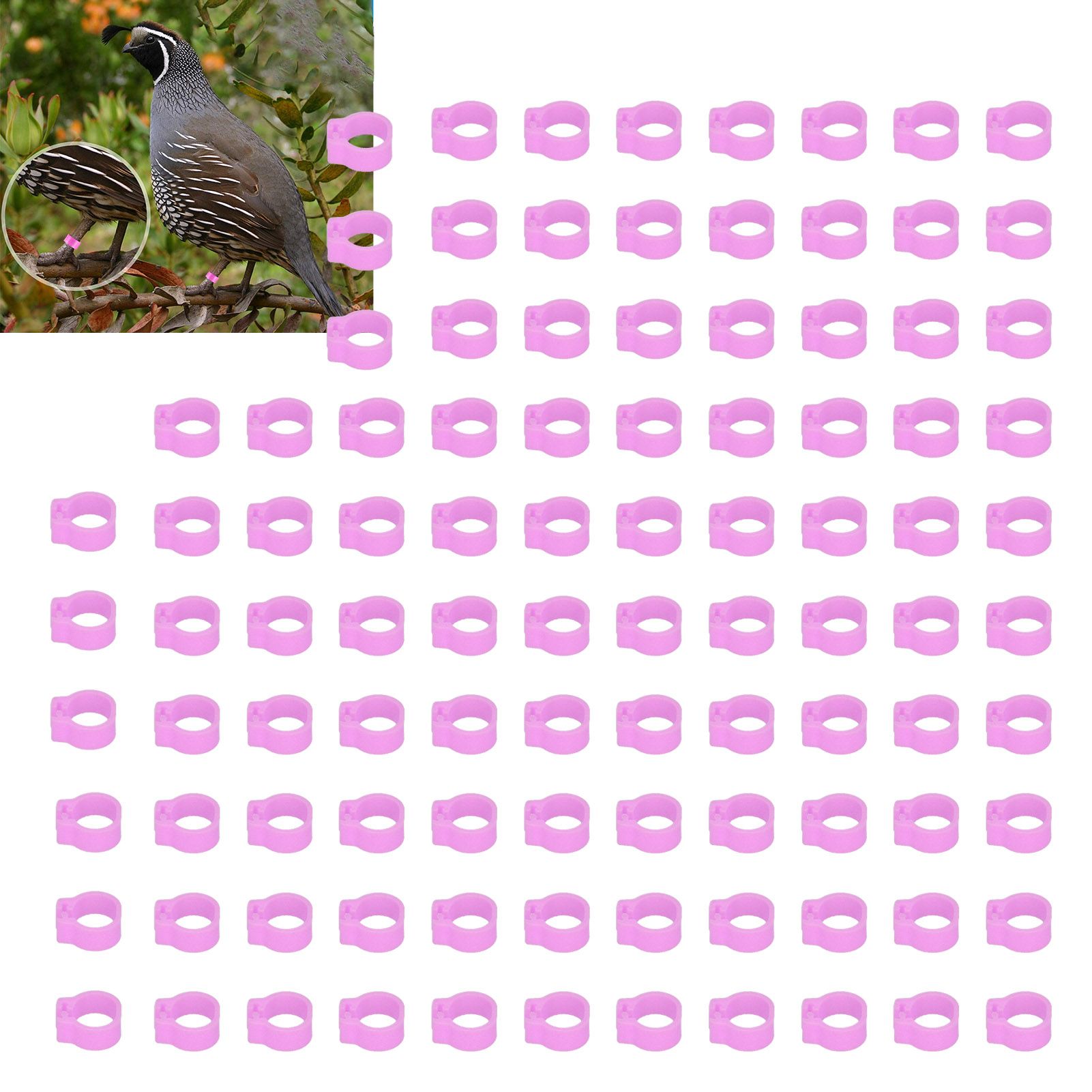 100PCS 8mm Pigeons Identification Leg Rings Poultry Leg Bands No Words Pigeons view 11