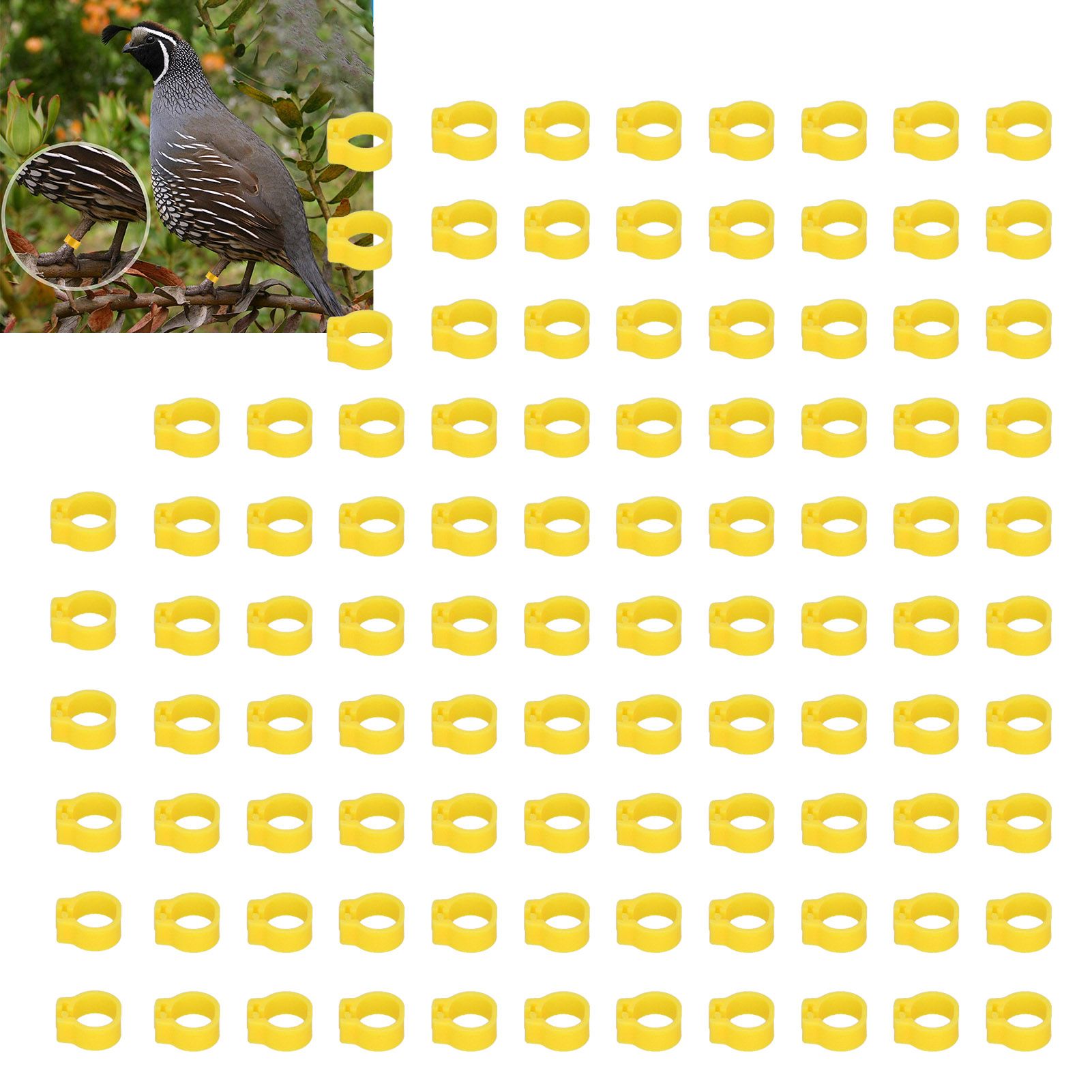 100PCS 8mm Pigeons Identification Leg Rings Poultry Leg Bands No Words Pigeons view 11