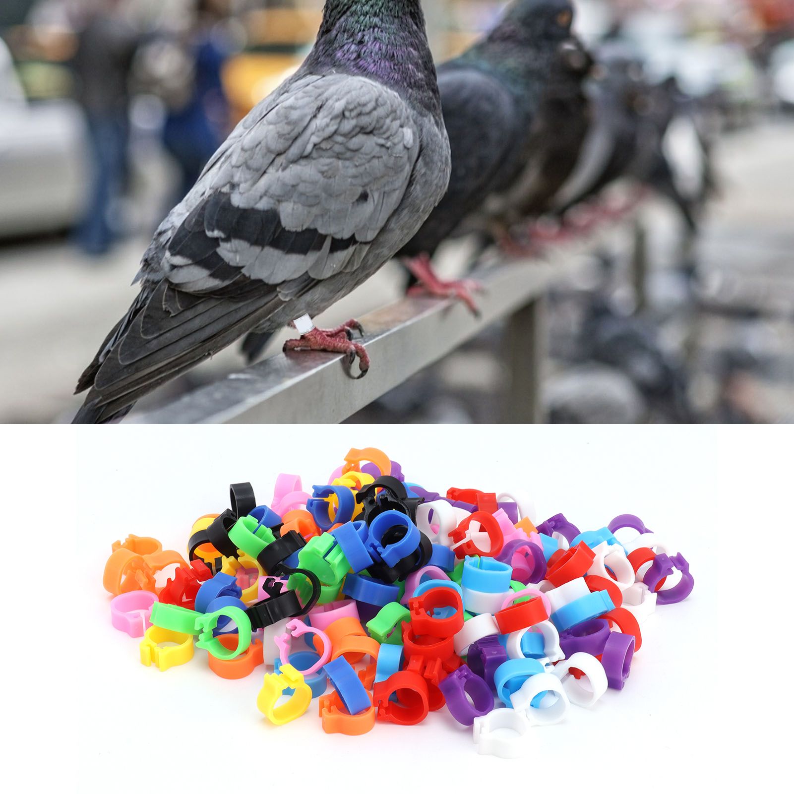 200PCS 8mm Pigeons Foot Ring Colorful Pigeons Leg Band Identification Rings No view 12