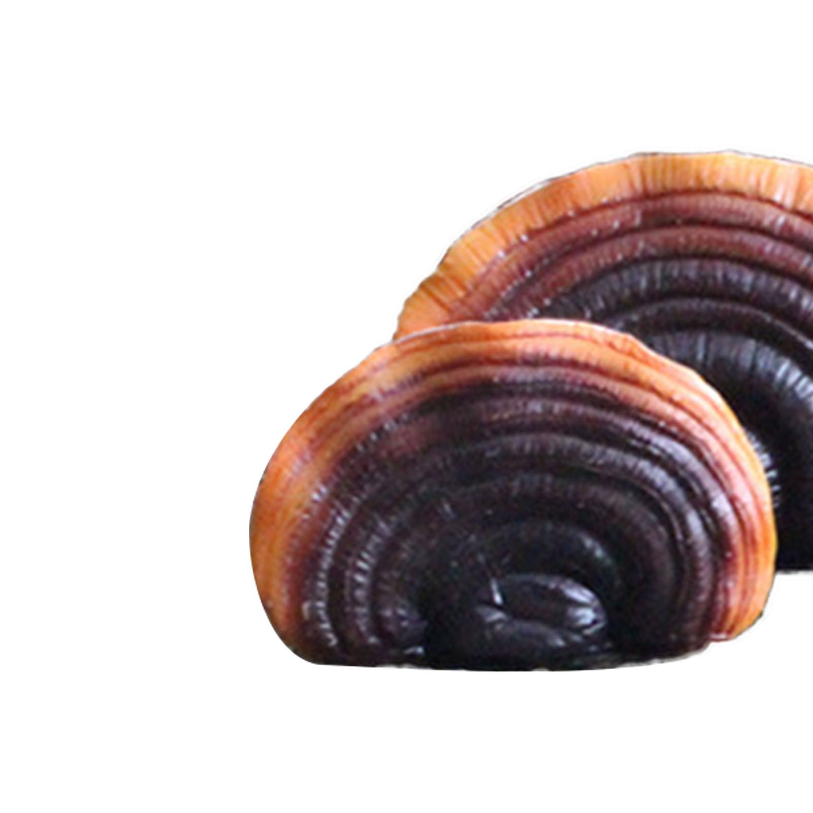 Simulation Mushroom Shelf Decoration Set Resin Artificial Mini Reishi Mushroom view 2