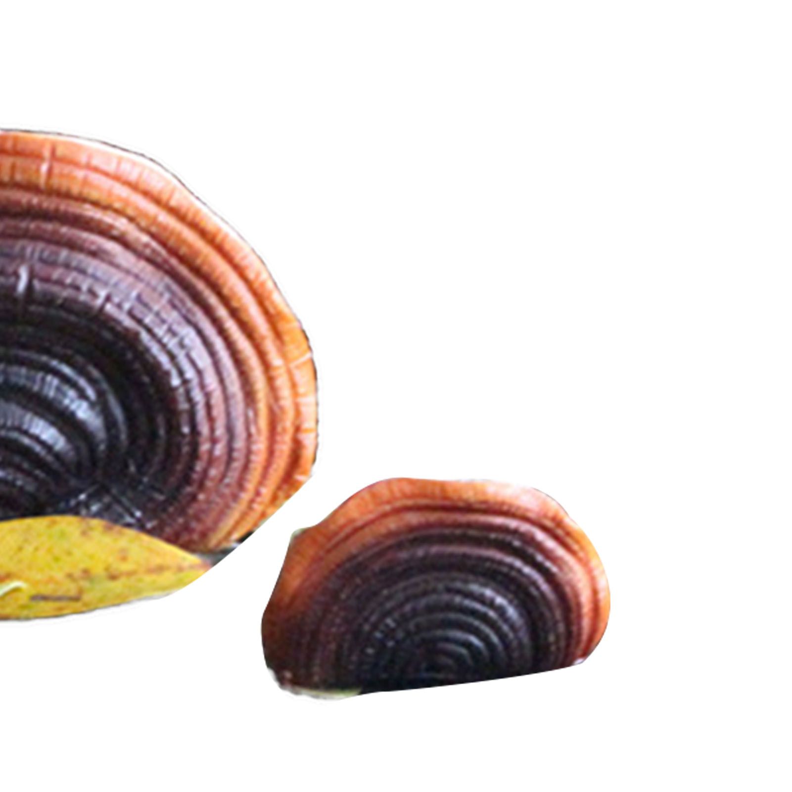 Simulation Mushroom Shelf Decoration Set Resin Artificial Mini Reishi Mushroom view 5